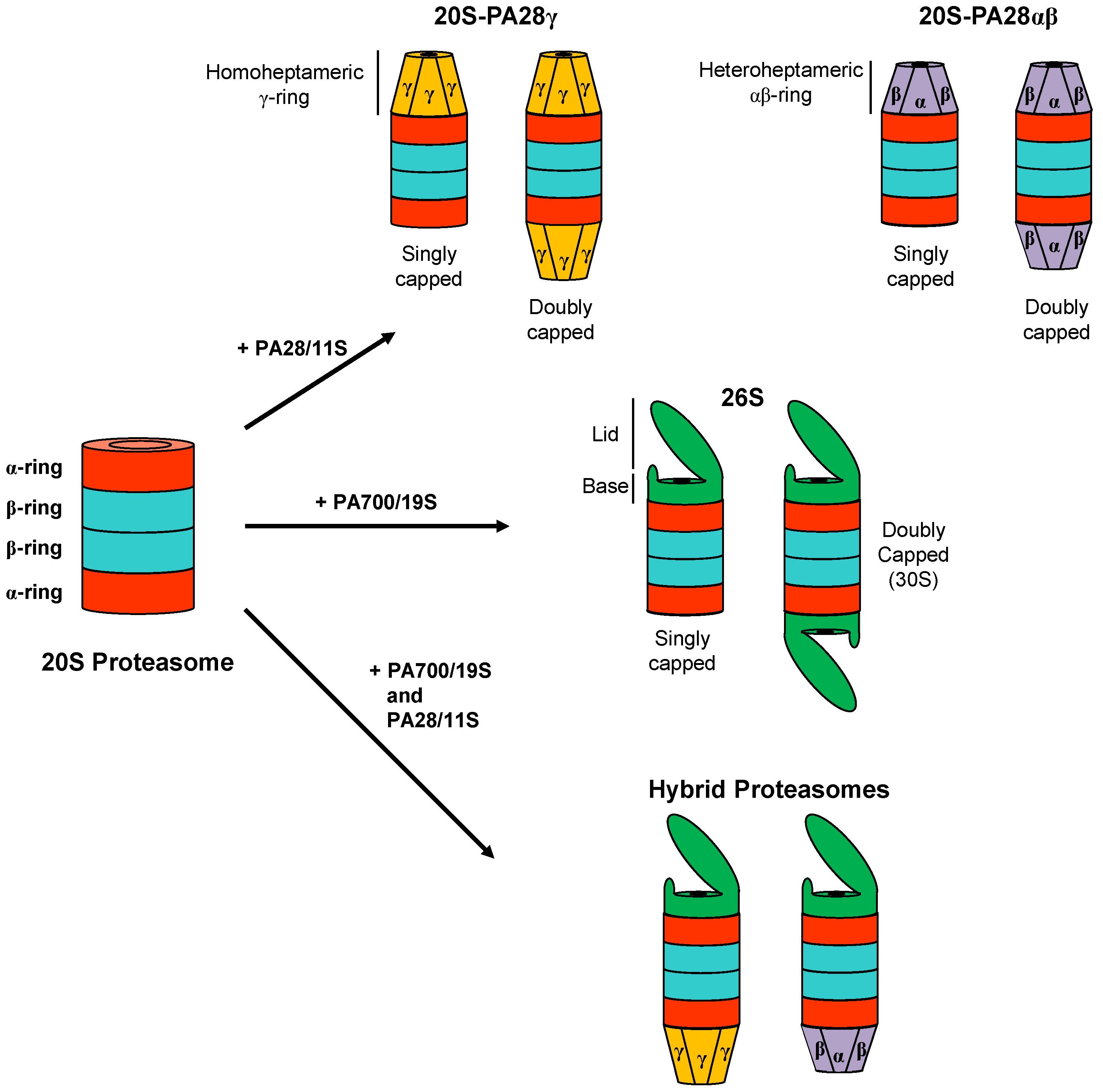 Biomolecules 11 00228 g002