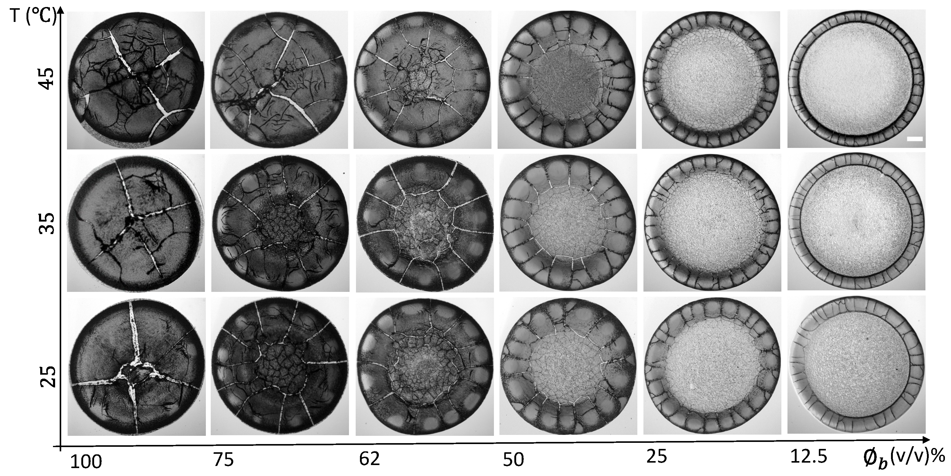 Biomolecules 11 00231 g001