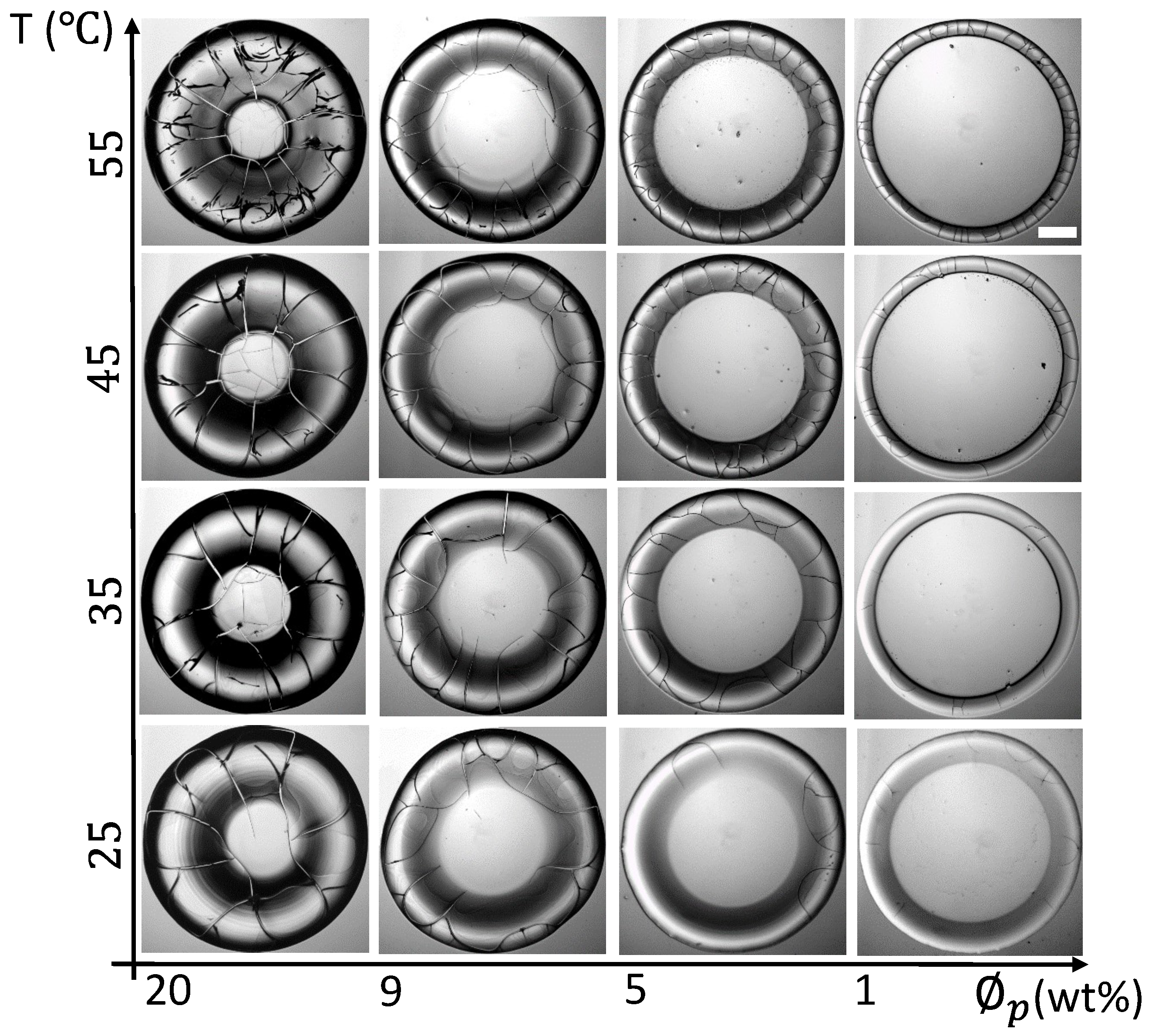 Biomolecules 11 00231 g003