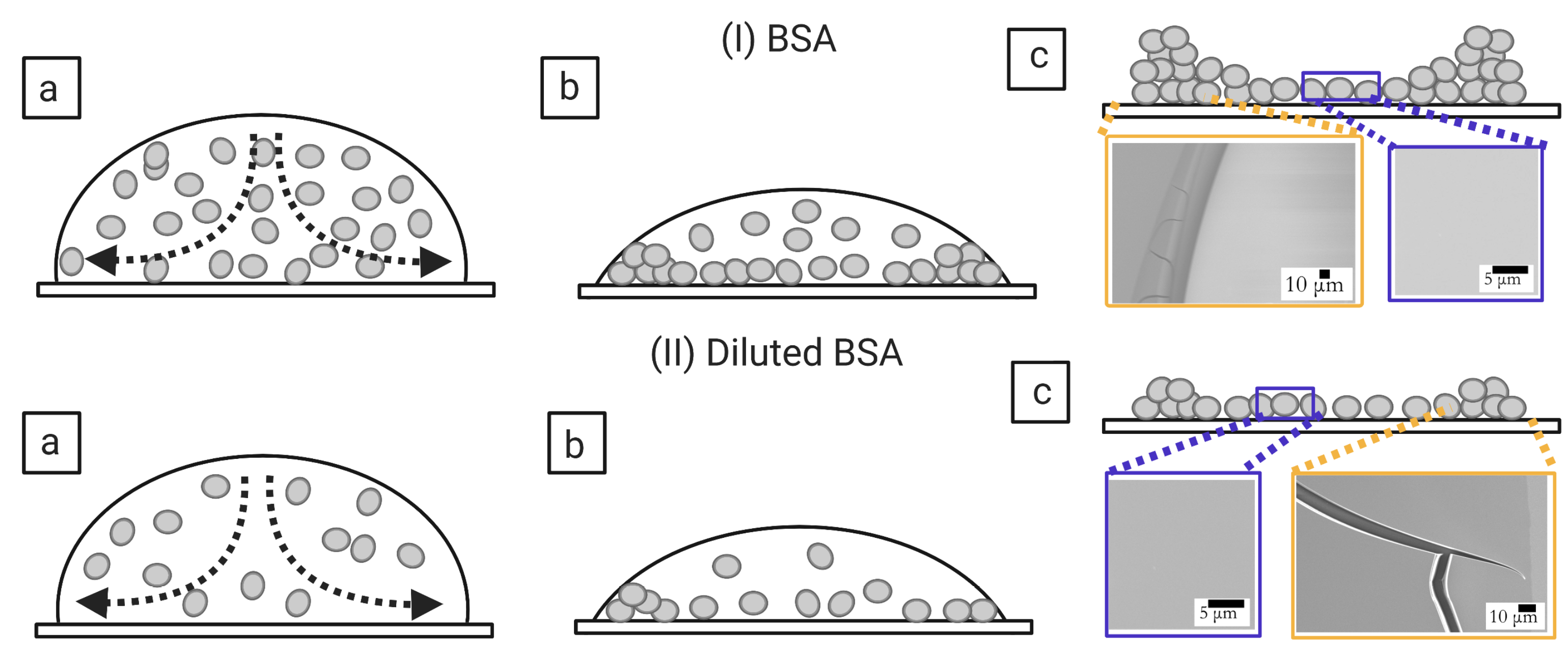 Biomolecules 11 00231 g015
