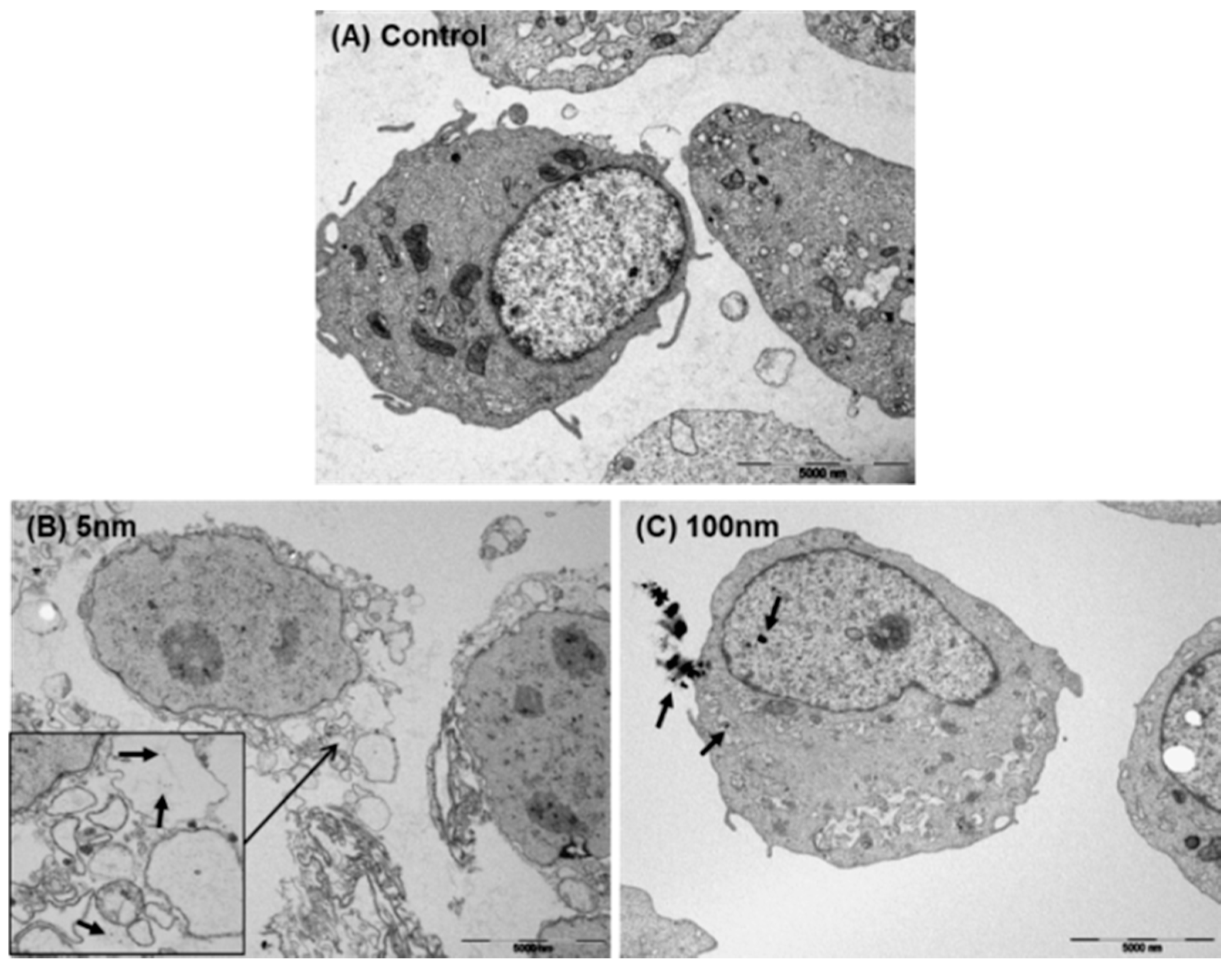 Biomolecules 11 00234 g008