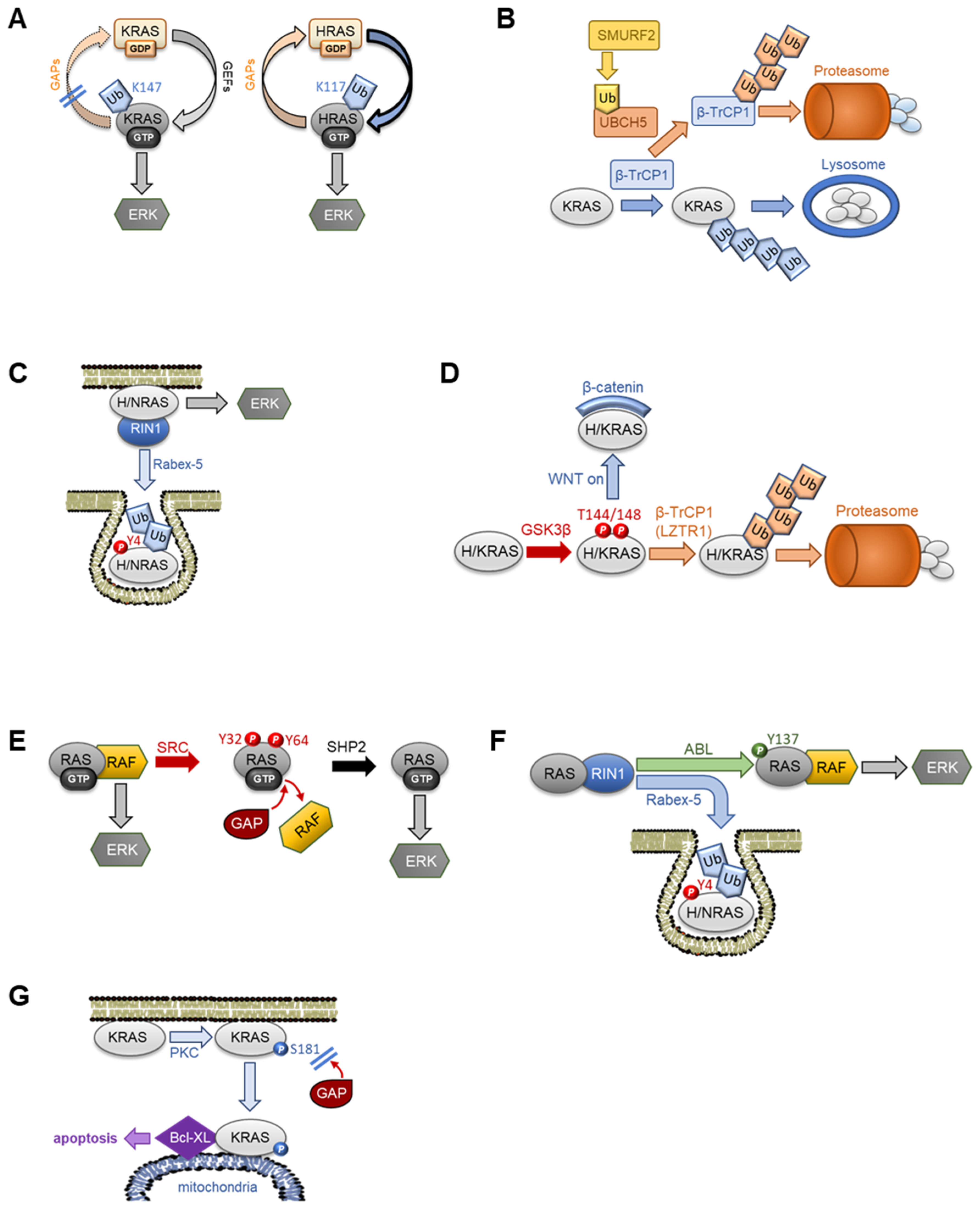 Biomolecules 11 00236 g005