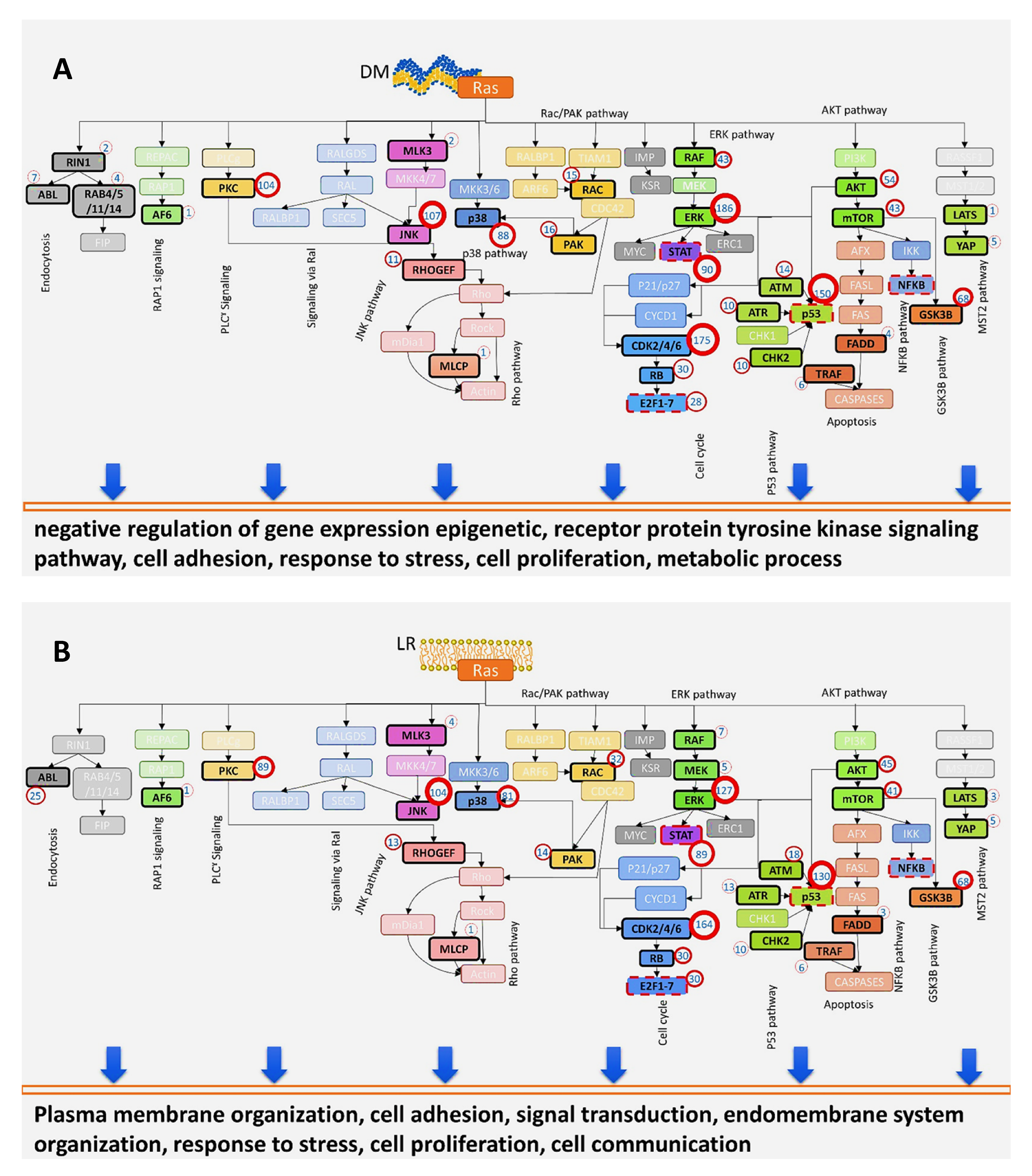 Biomolecules 11 00236 g006a
