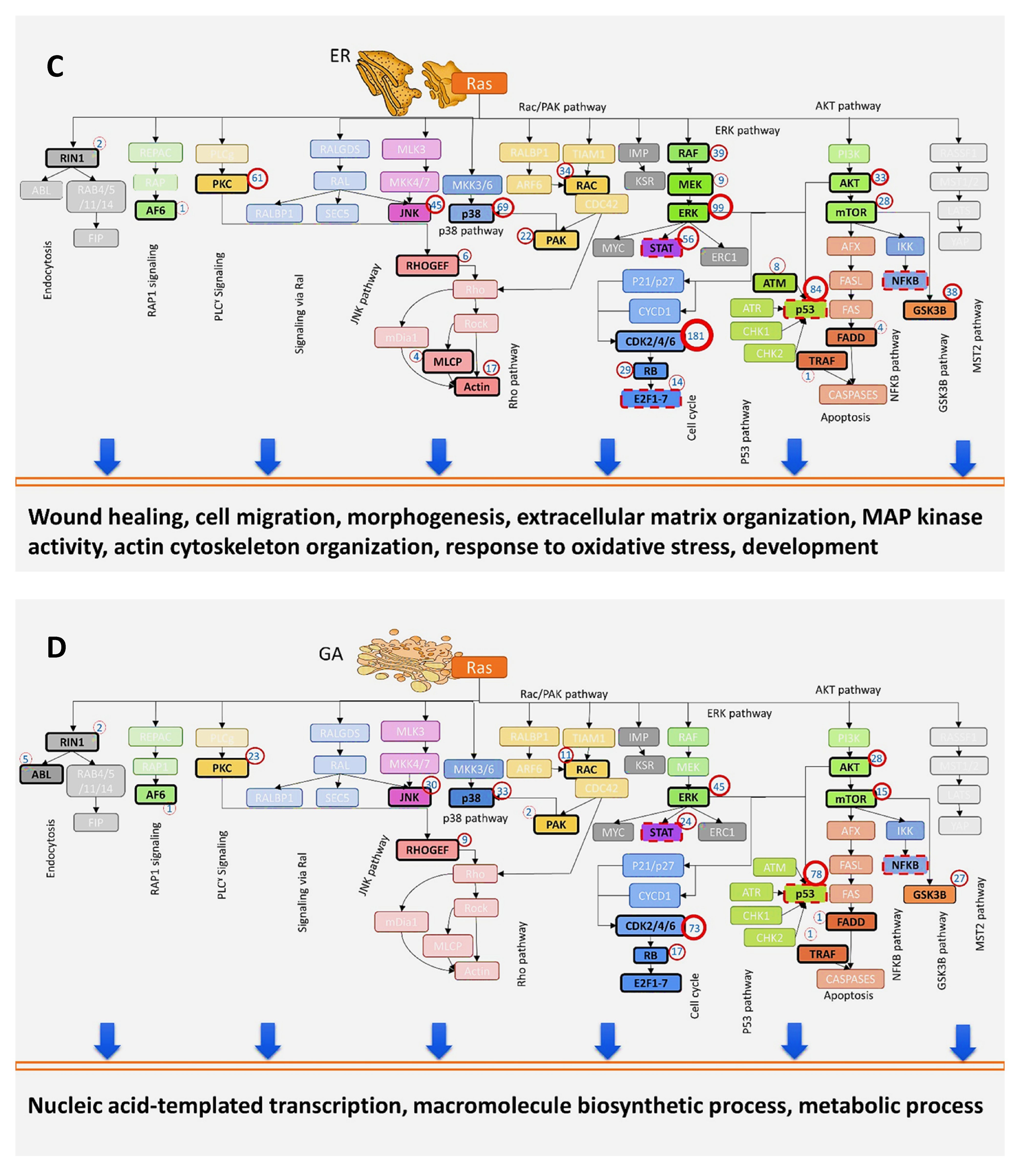 Biomolecules 11 00236 g006b