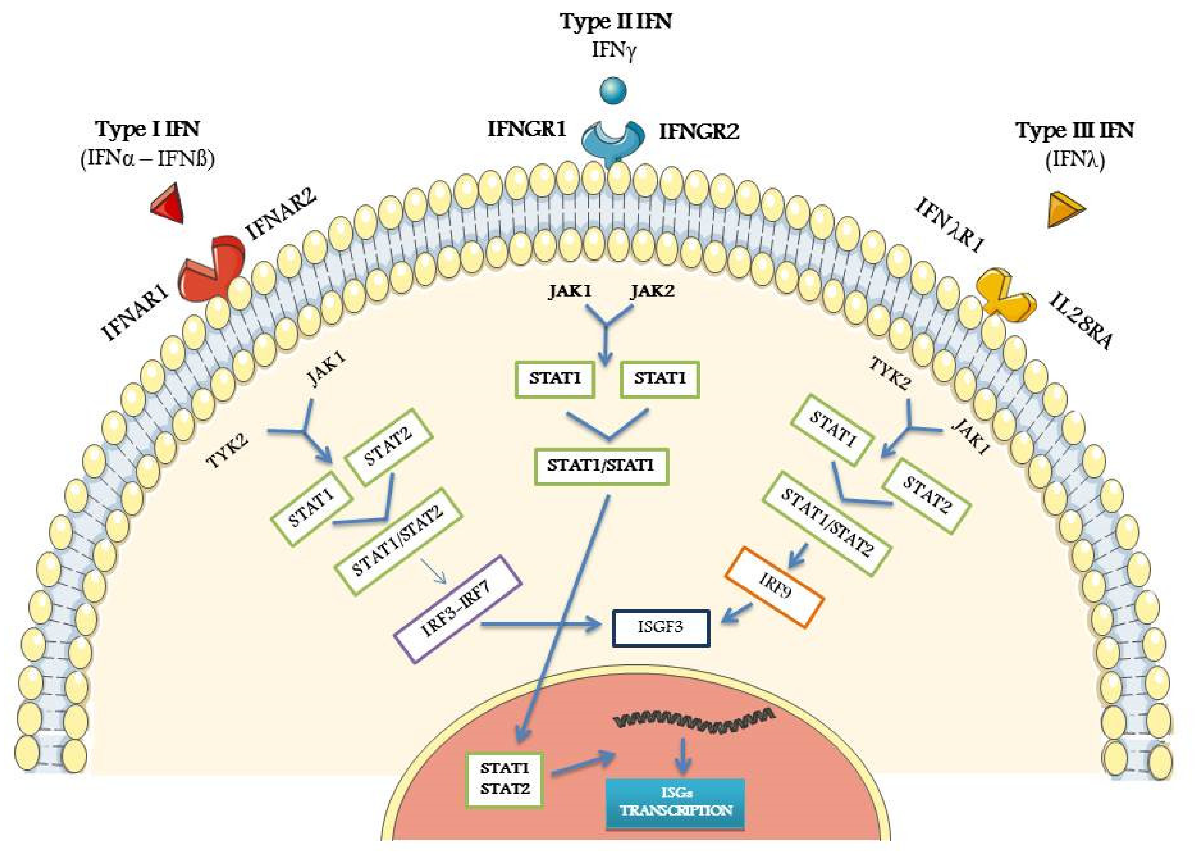 Biomolecules 11 00251 g001