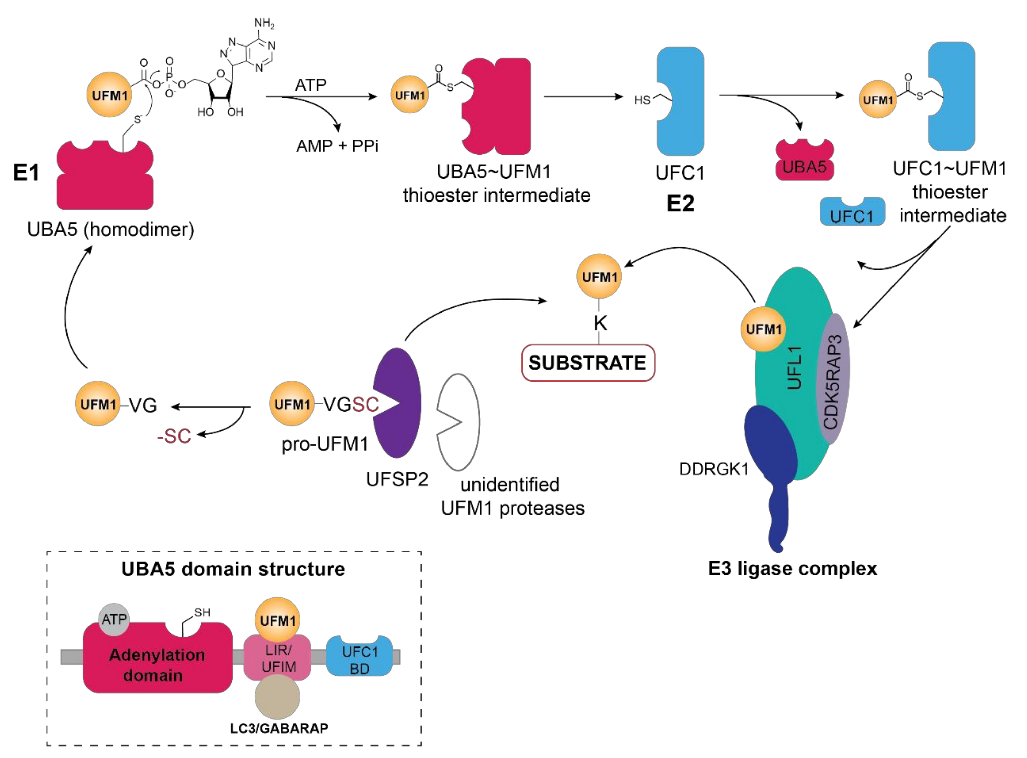 Biomolecules 11 00255 g001