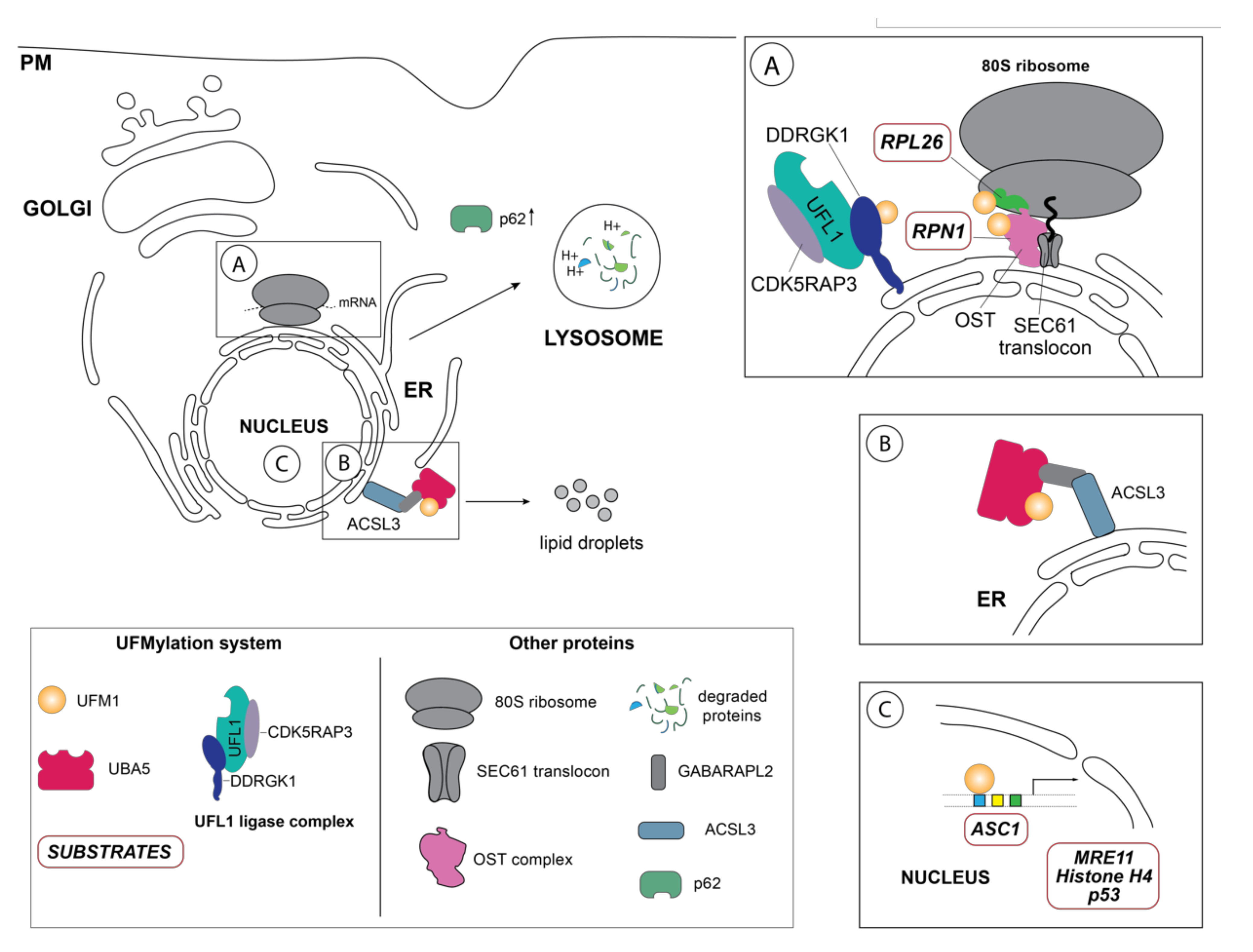 Biomolecules 11 00255 g002