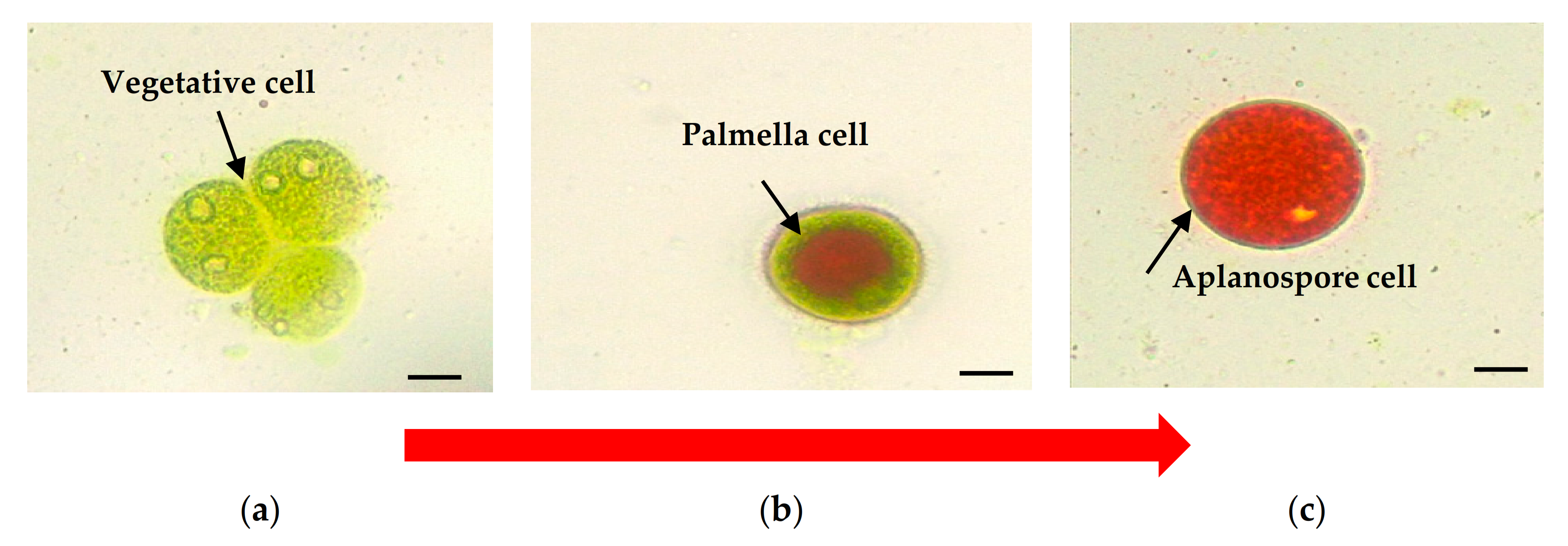 Biomolecules 11 00256 g001