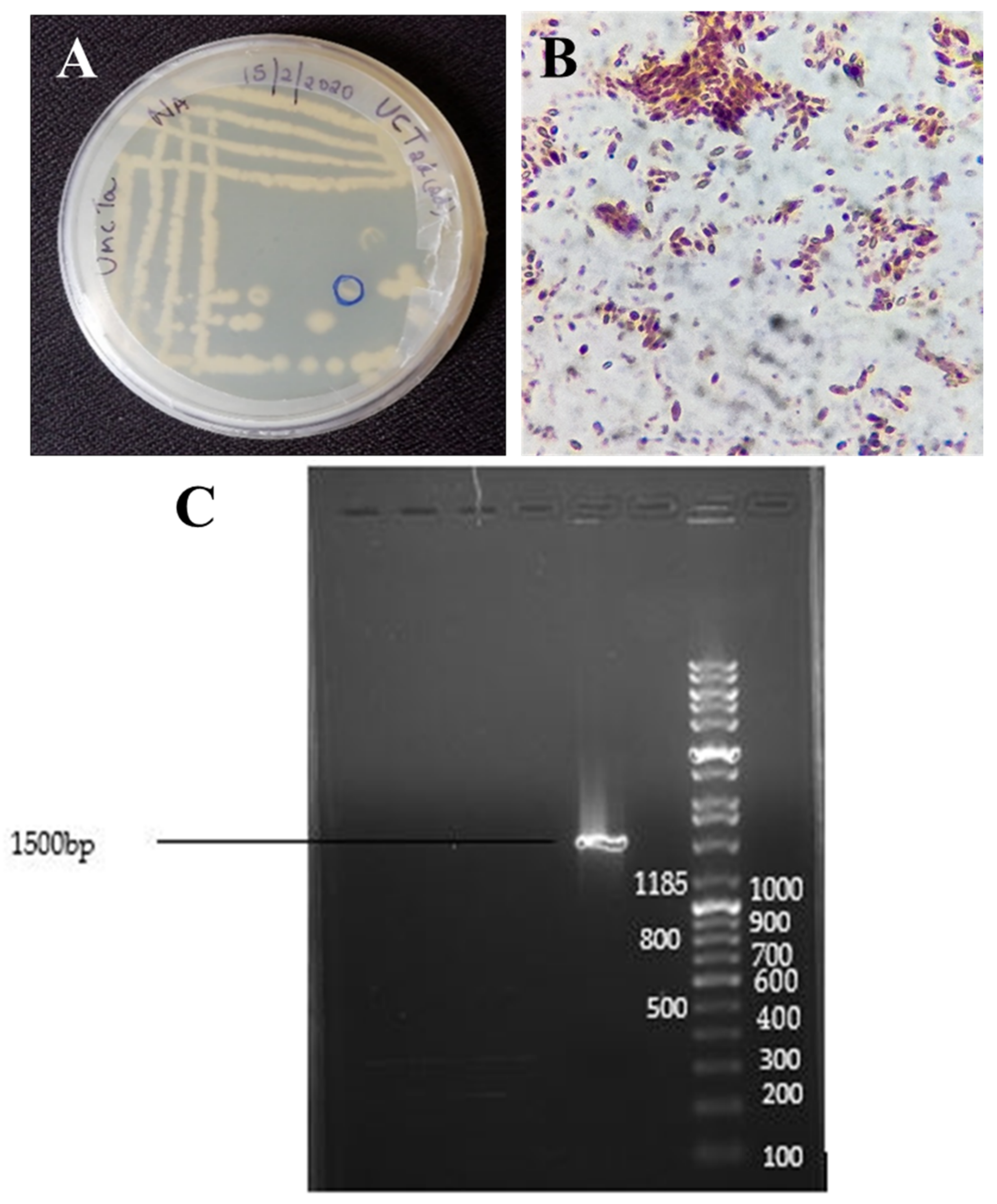 Biomolecules 11 00259 g001 Biomolecules 11 00259 g001