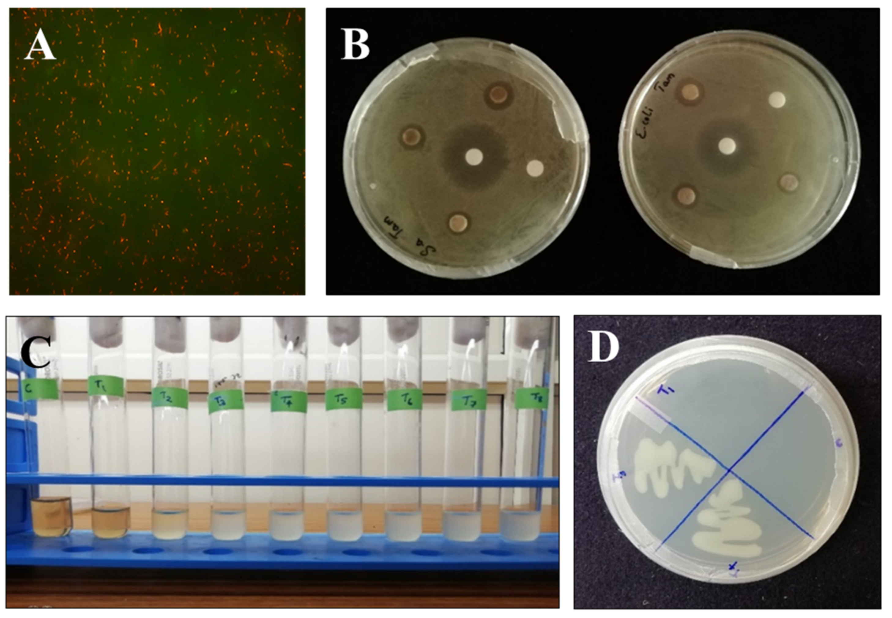 Biomolecules 11 00259 g005 Biomolecules 11 00259 g005