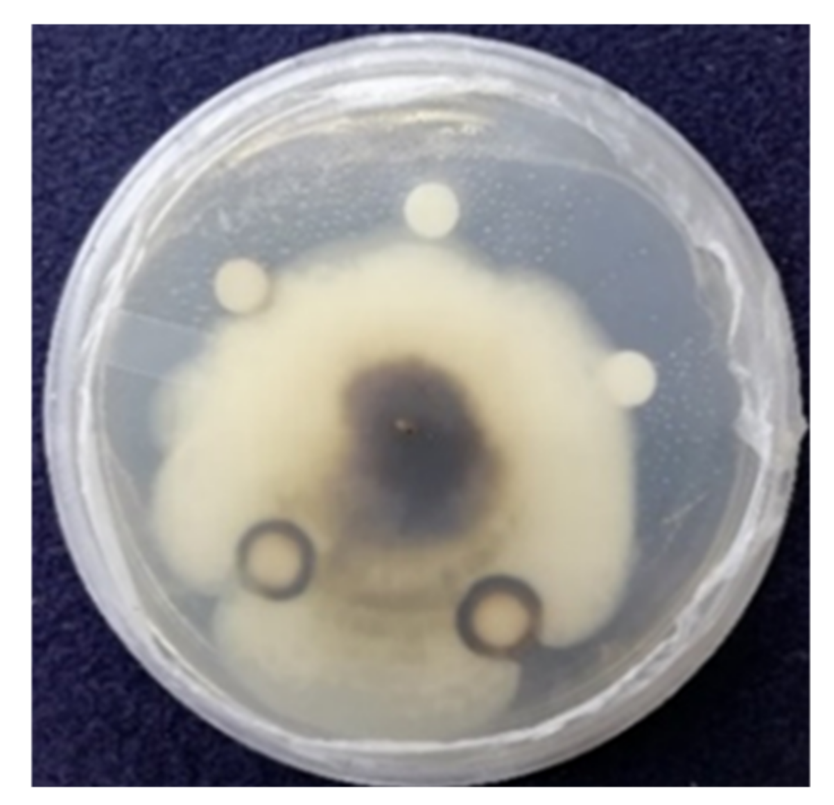 Biomolecules 11 00259 g007 Biomolecules 11 00259 g007