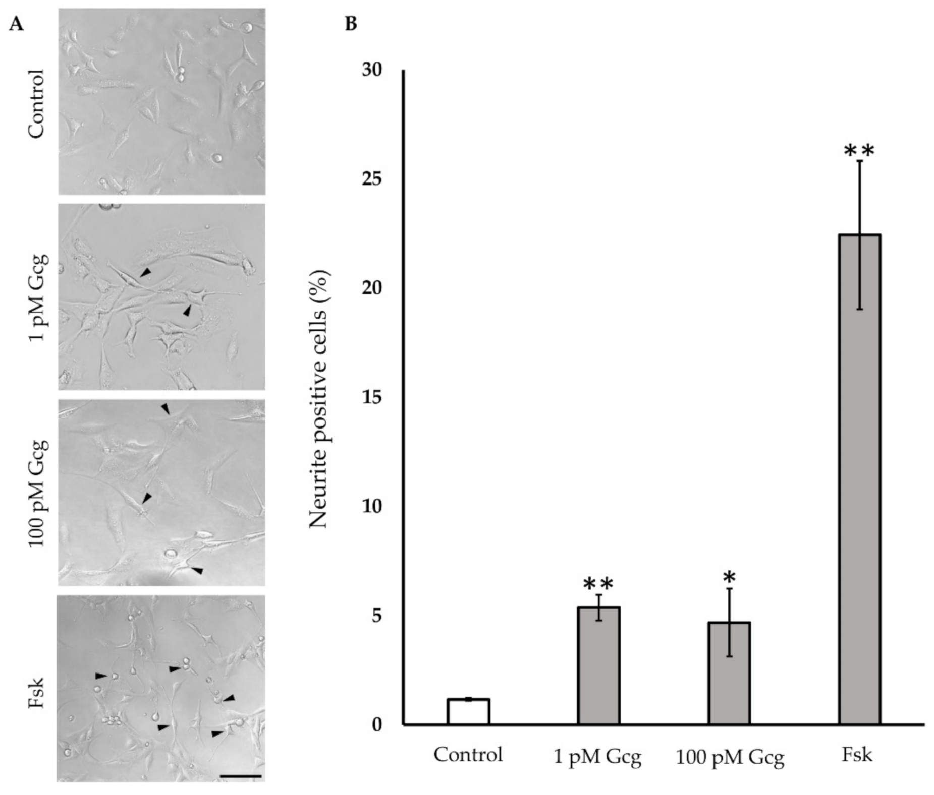 Biomolecules 11 00287 g005