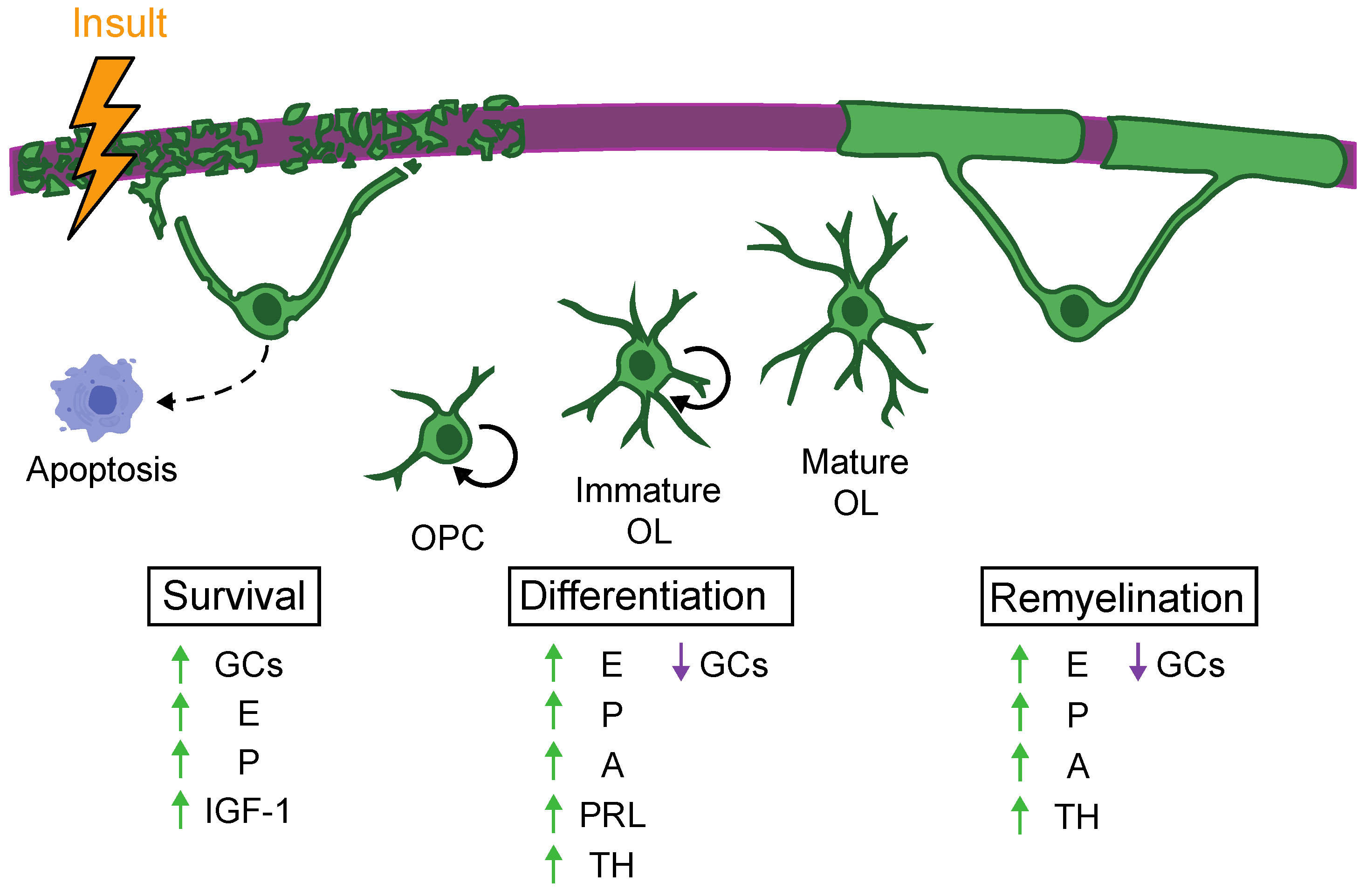 Biomolecules 11 00290 g001