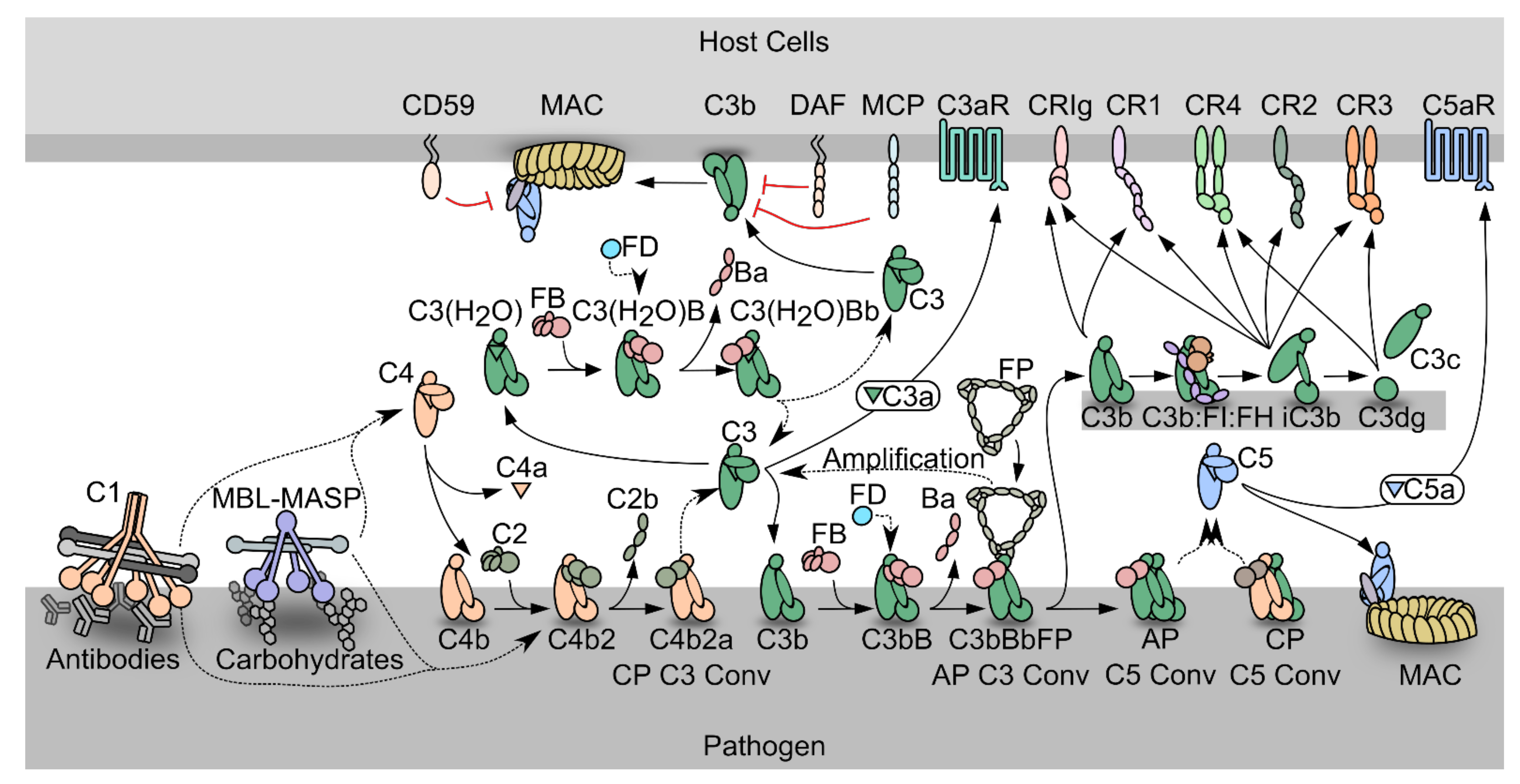 Biomolecules 11 00298 g001 Biomolecules 11 00298 g001