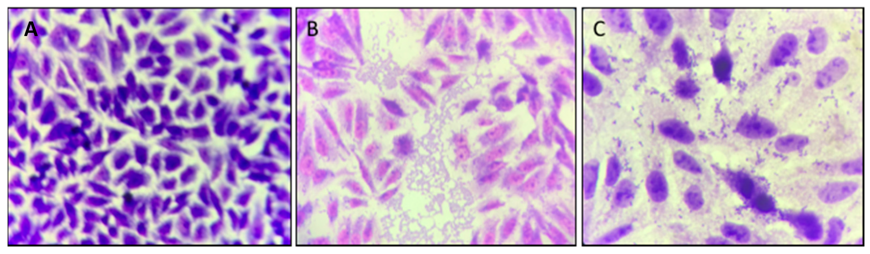 Biomolecules 11 00302 g005 Biomolecules 11 00302 g005