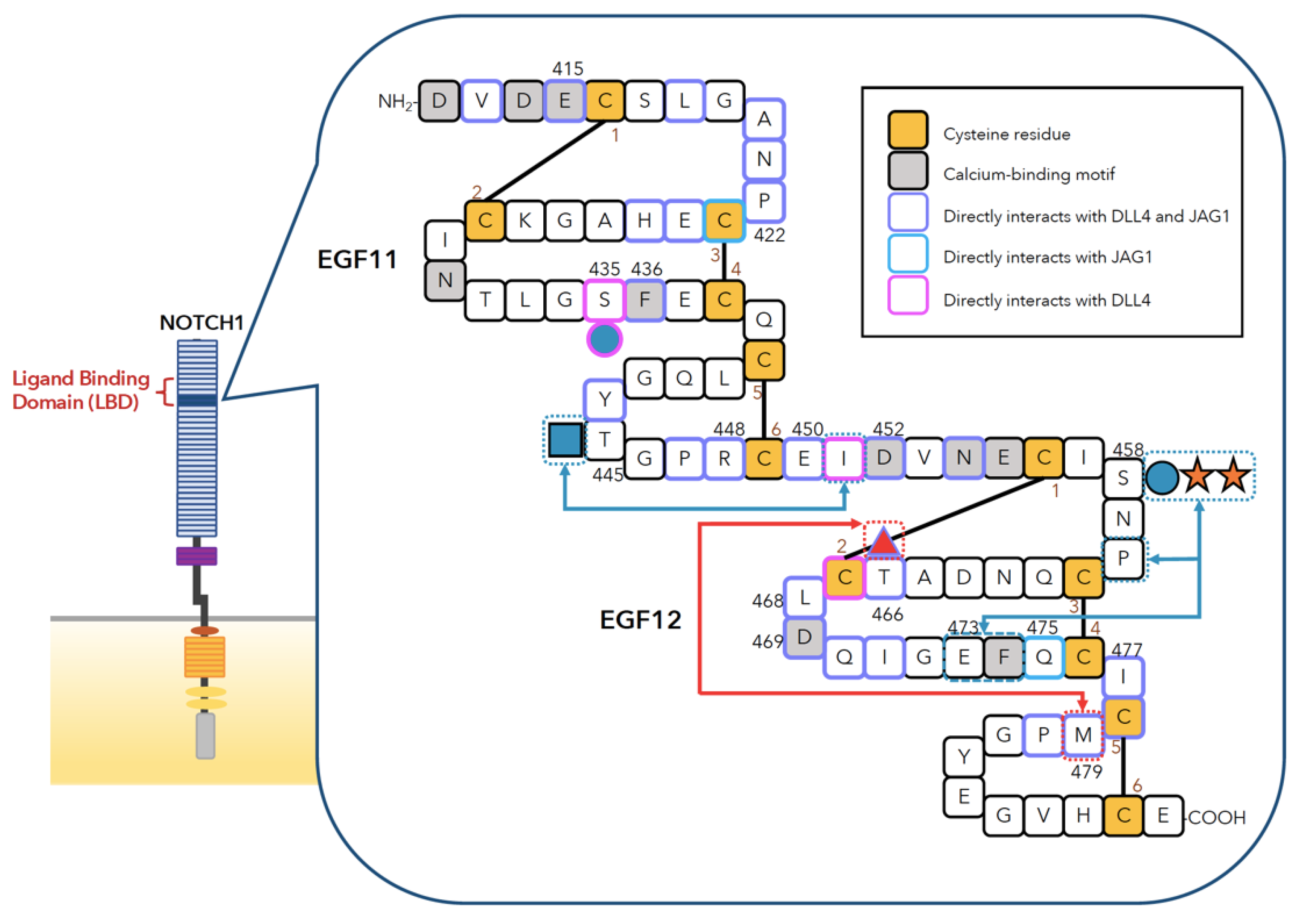 Biomolecules 11 00309 g003