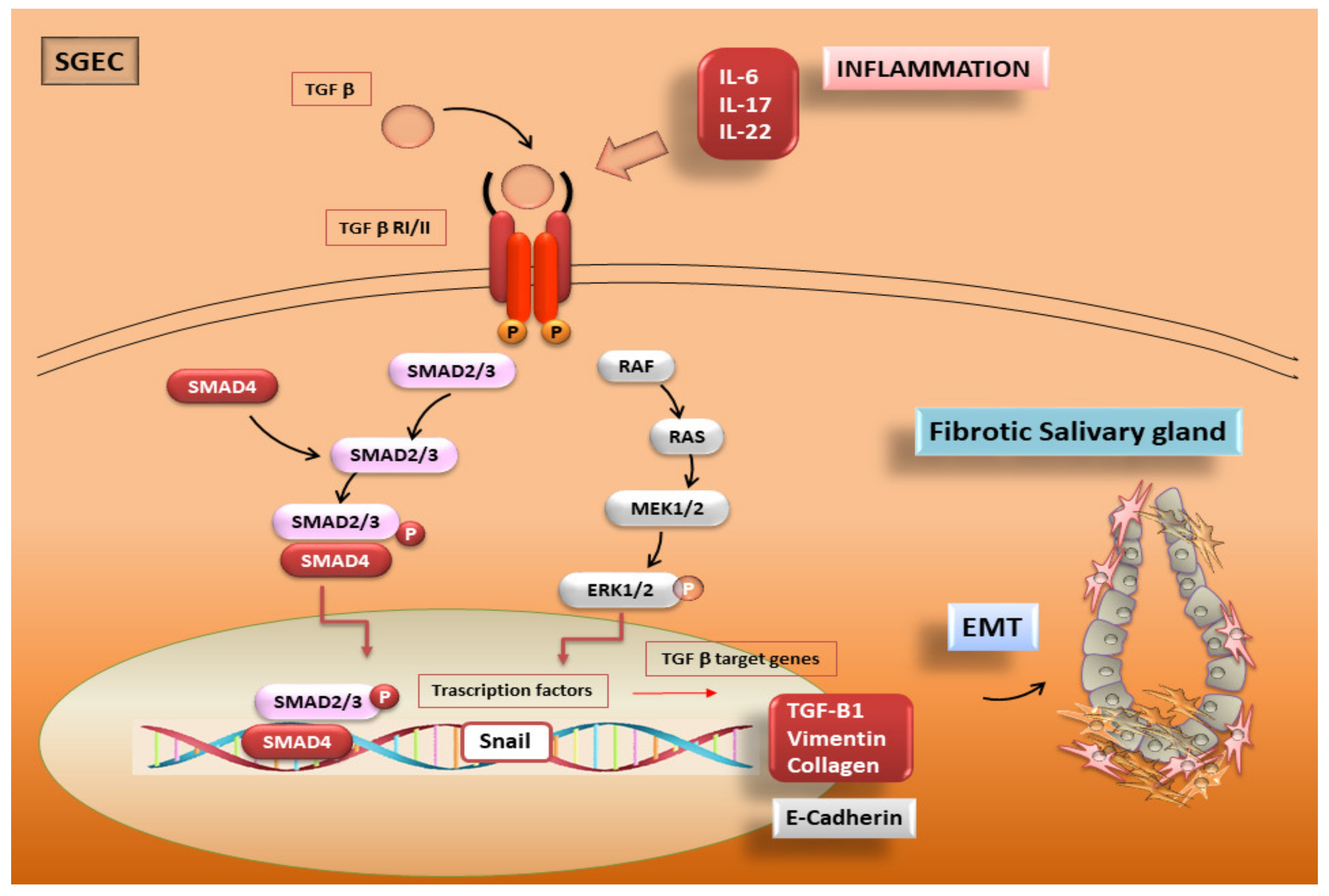 Biomolecules 11 00310 g004