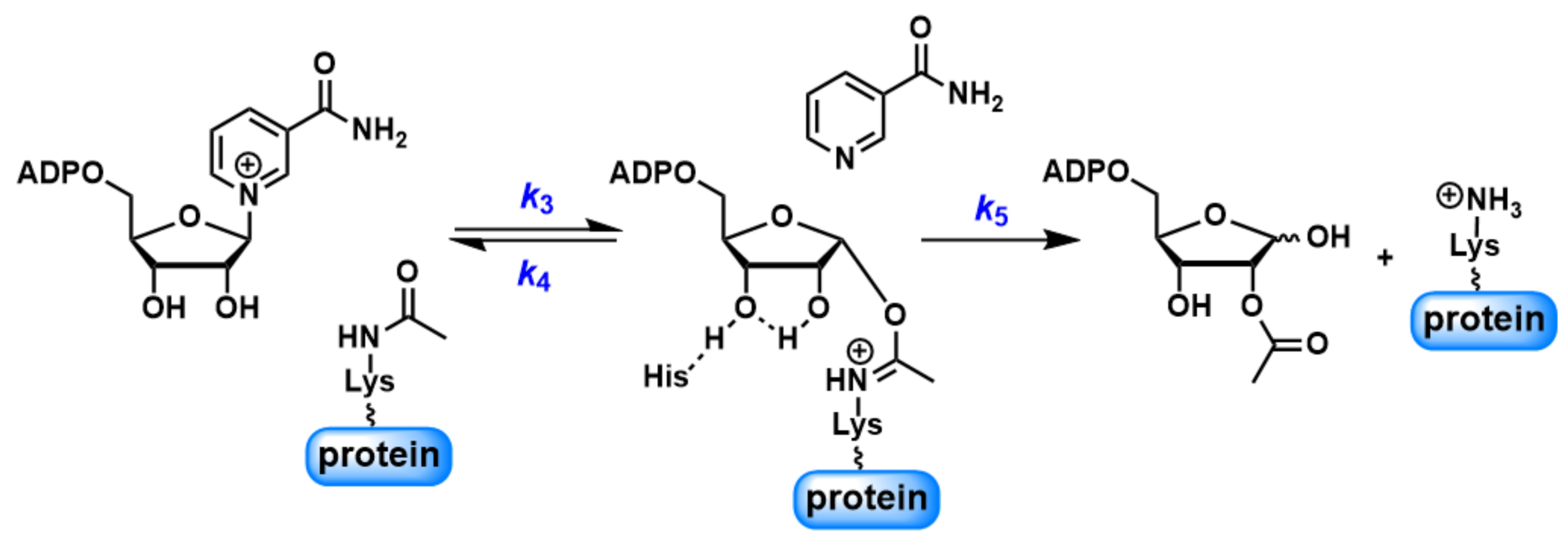 Biomolecules 11 00312 sch002