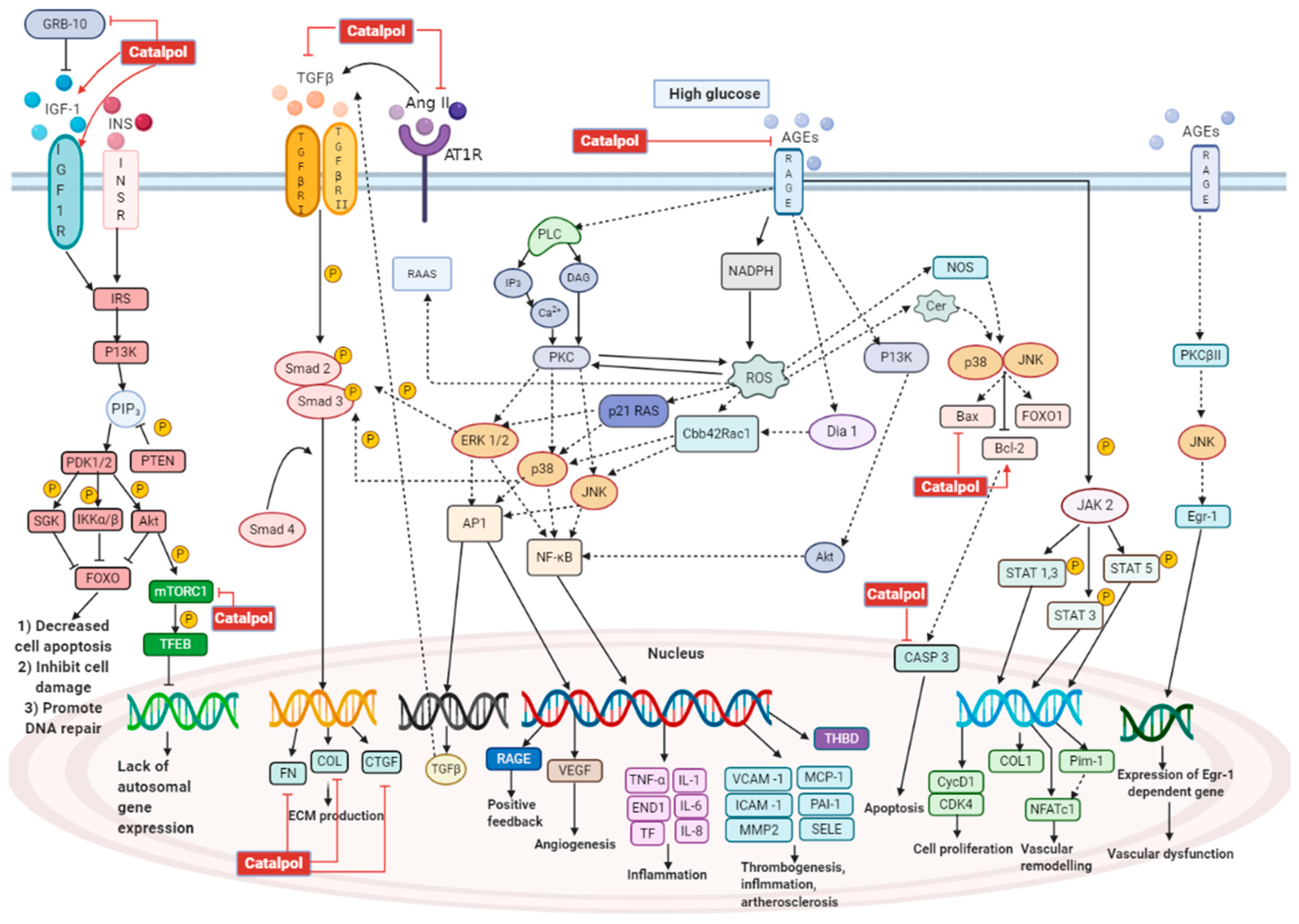 Biomolecules 11 00323 g006 Biomolecules 11 00323 g006
