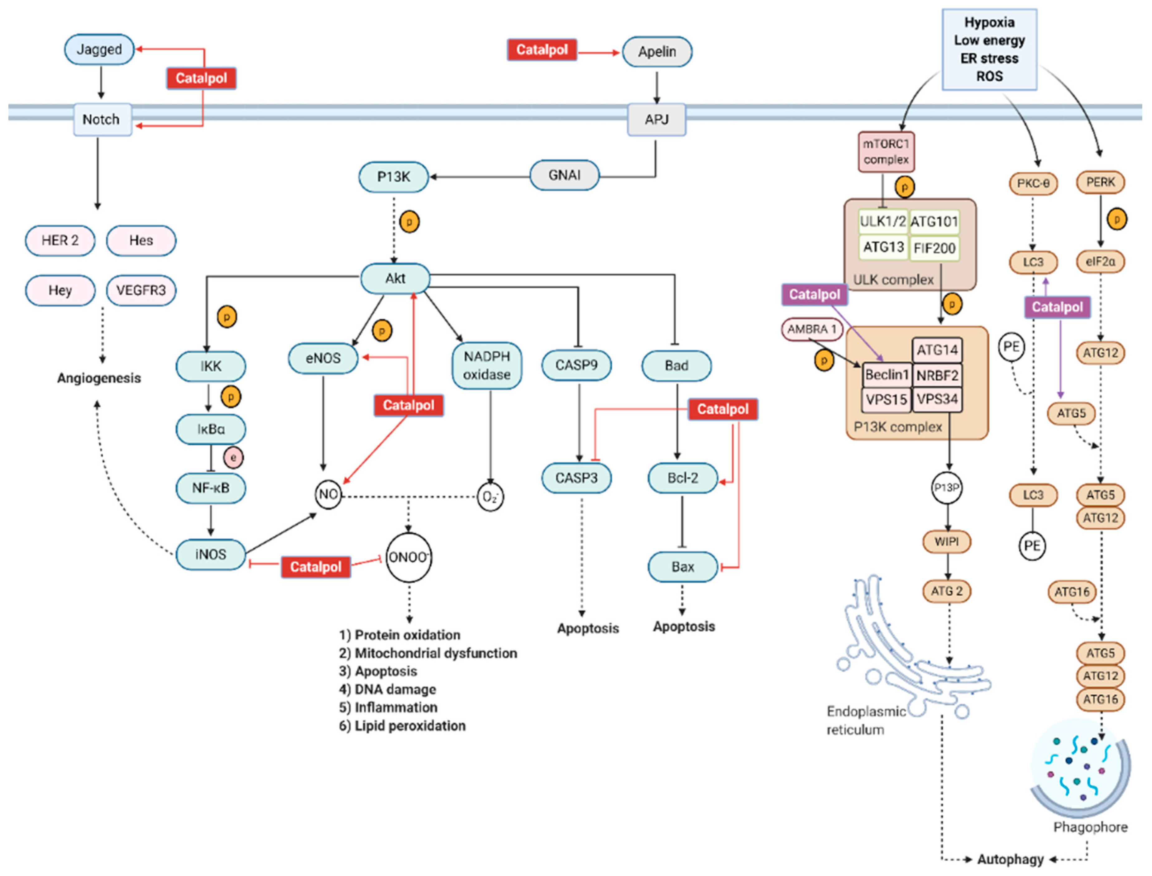 Biomolecules 11 00323 g009 Biomolecules 11 00323 g009