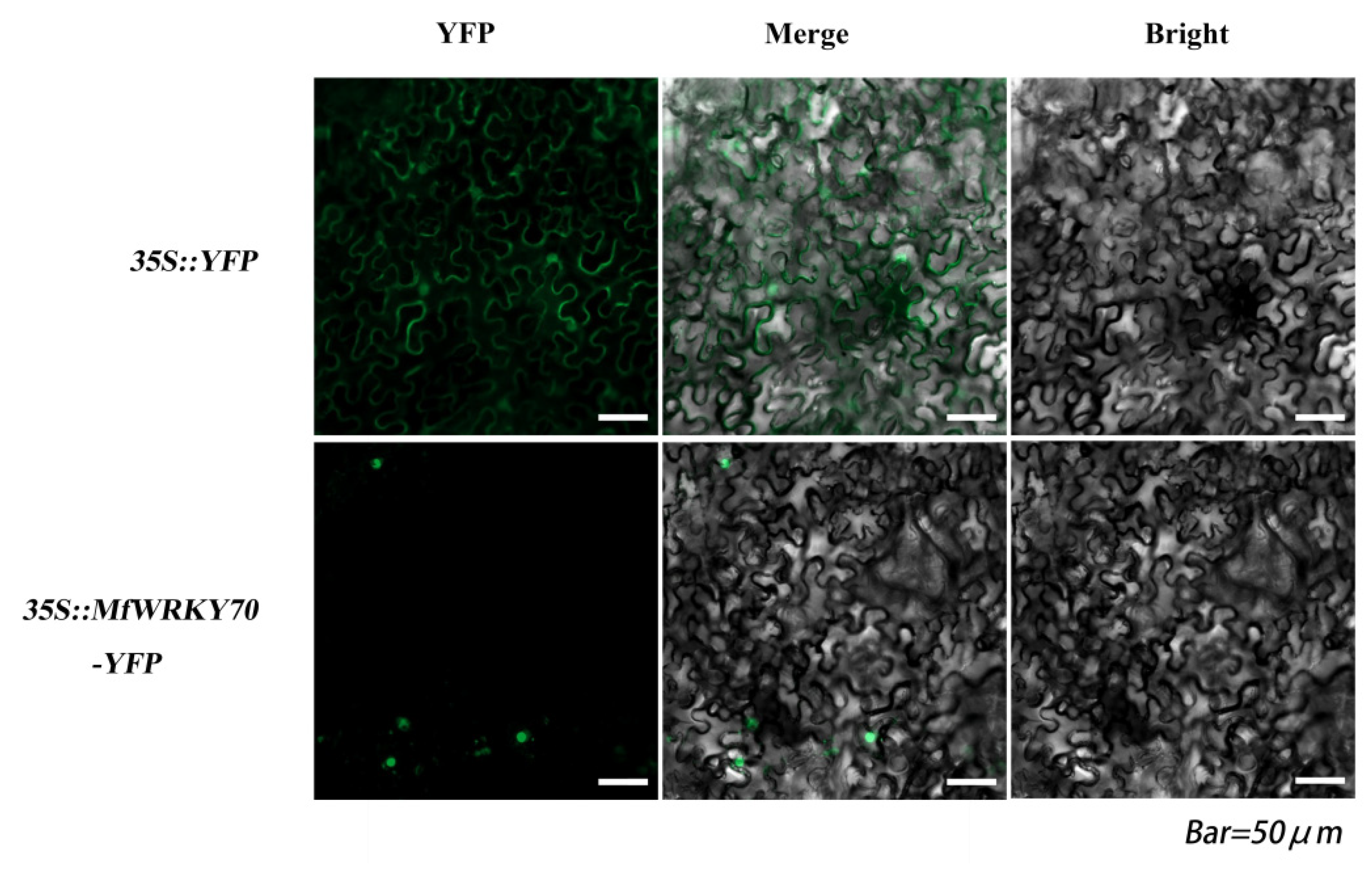 Biomolecules 11 00327 g002 Biomolecules 11 00327 g002
