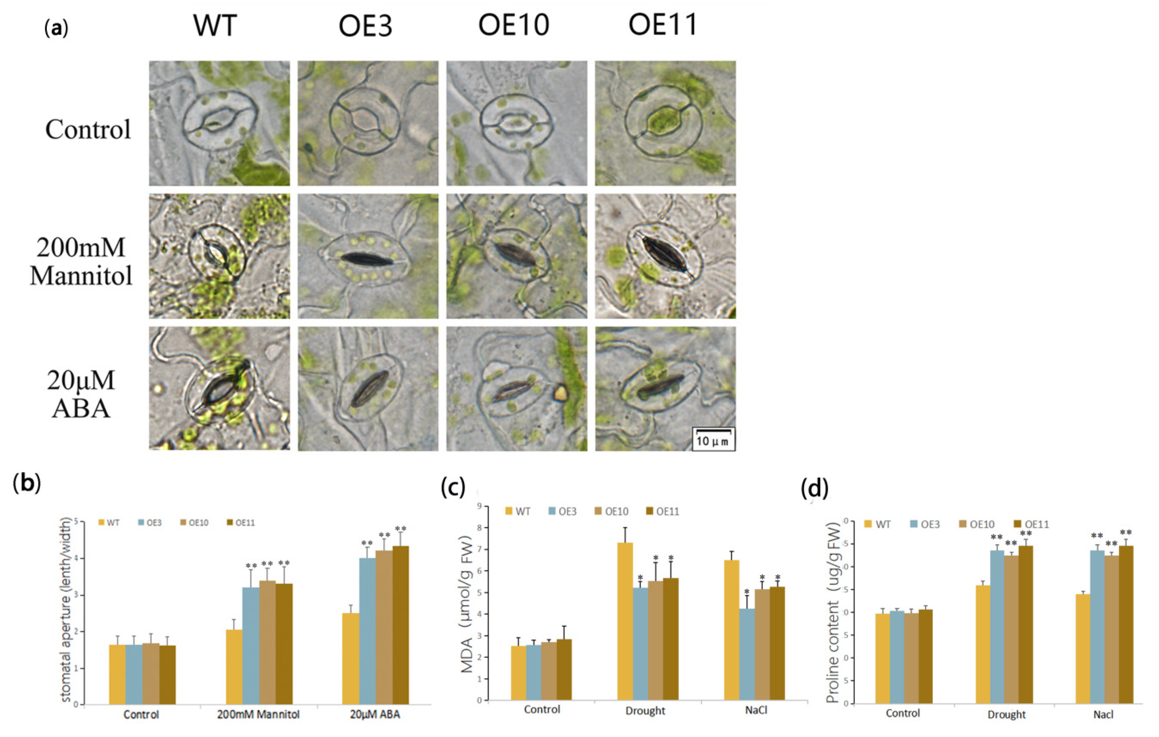 Biomolecules 11 00327 g005 Biomolecules 11 00327 g005