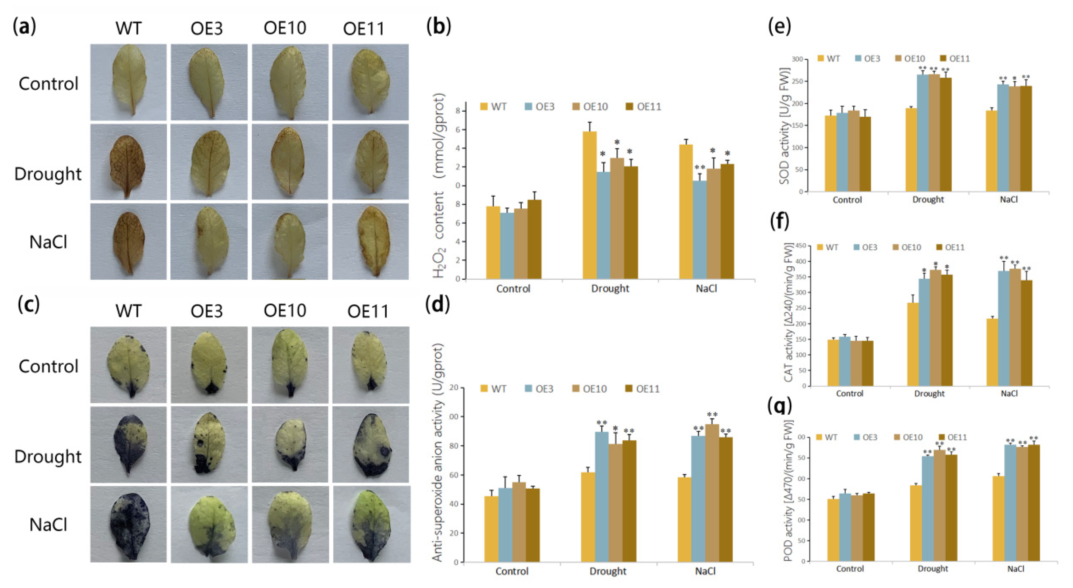 Biomolecules 11 00327 g006 Biomolecules 11 00327 g006