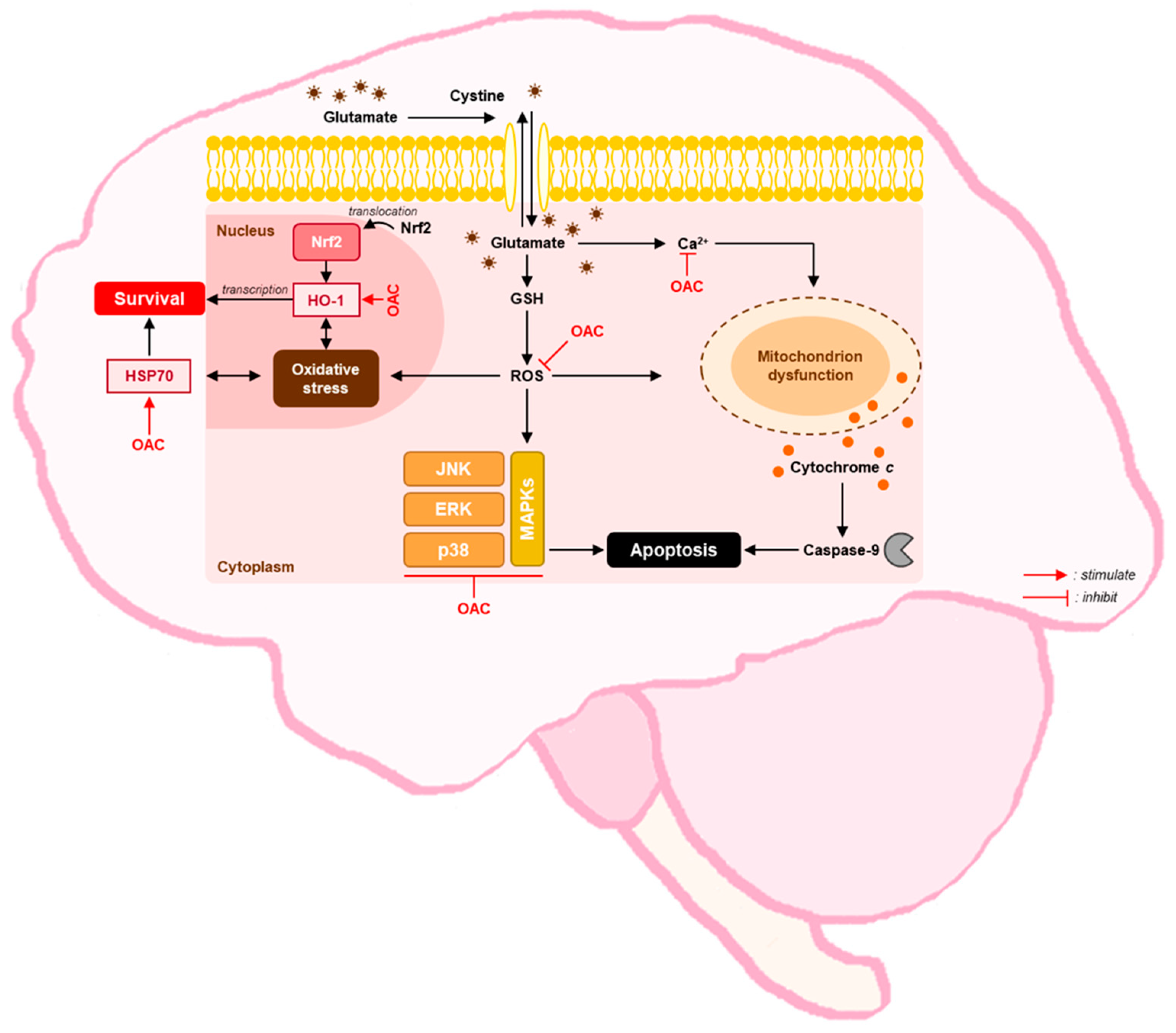 Biomolecules 11 00328 g005