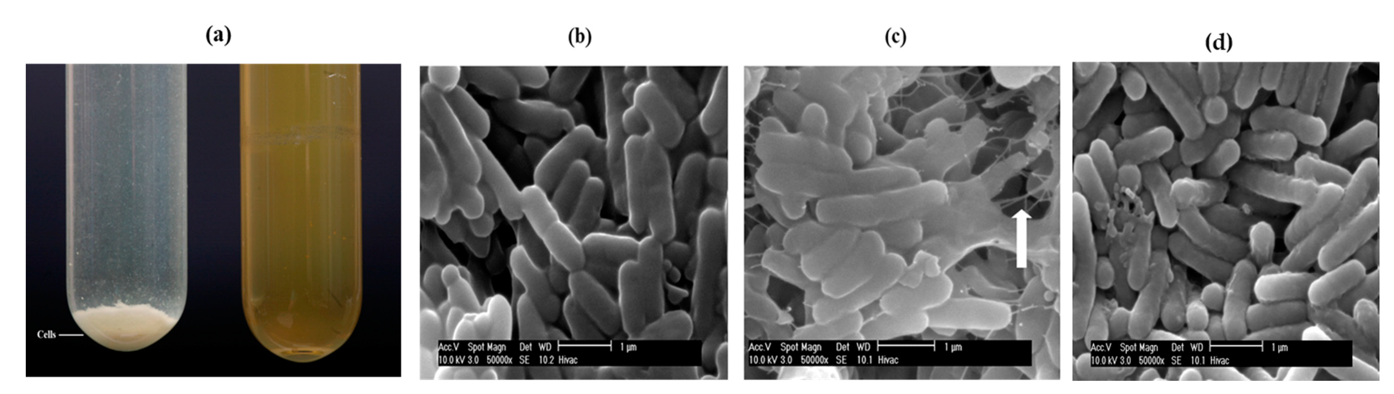 Biomolecules 11 00331 g001 Biomolecules 11 00331 g001