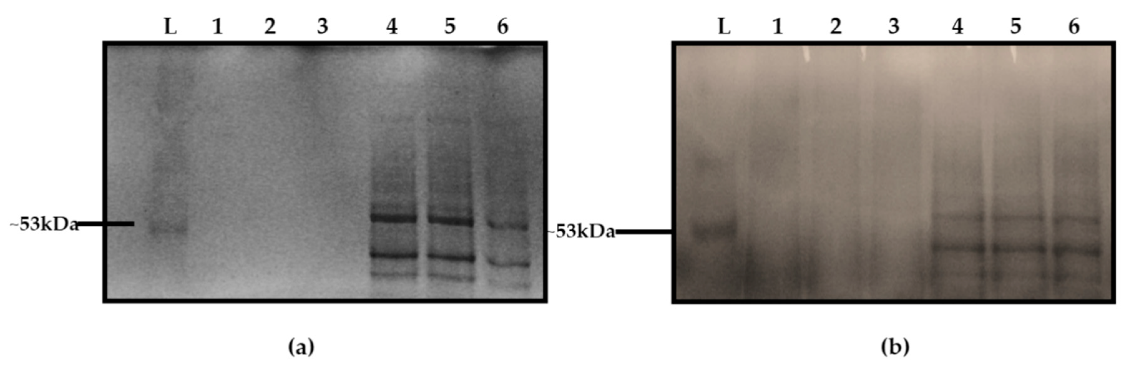 Biomolecules 11 00331 g003 Biomolecules 11 00331 g003