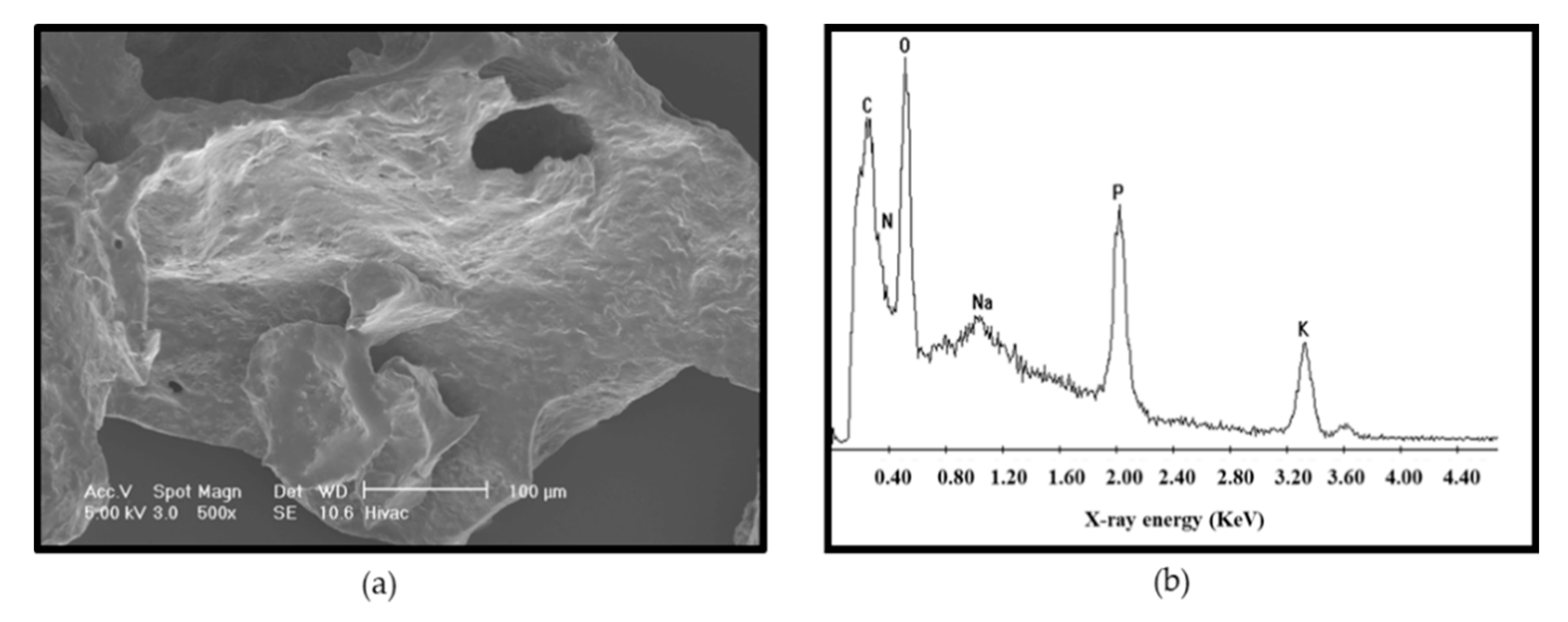 Biomolecules 11 00331 g004 Biomolecules 11 00331 g004