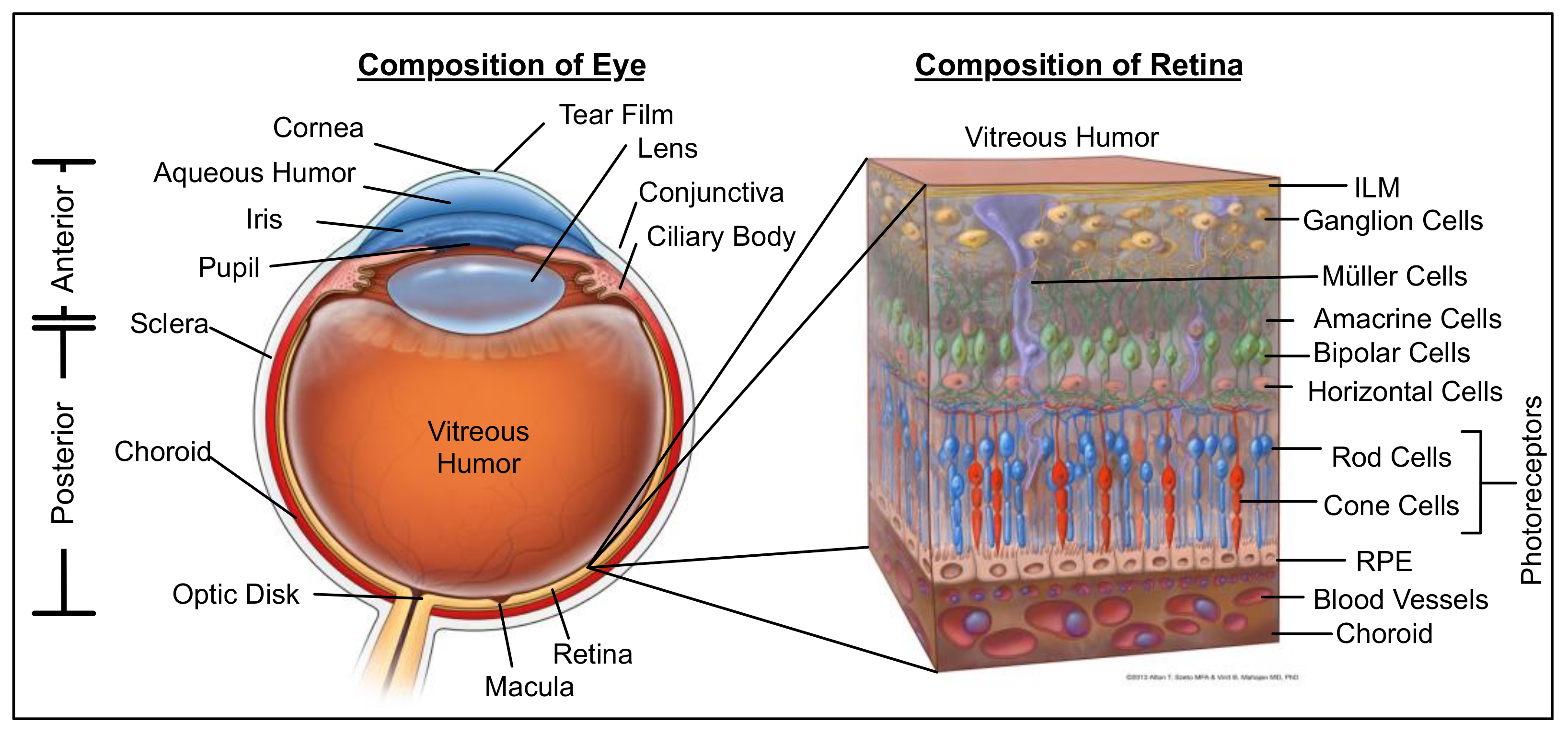 Biomolecules 11 00339 g001 Biomolecules 11 00339 g001