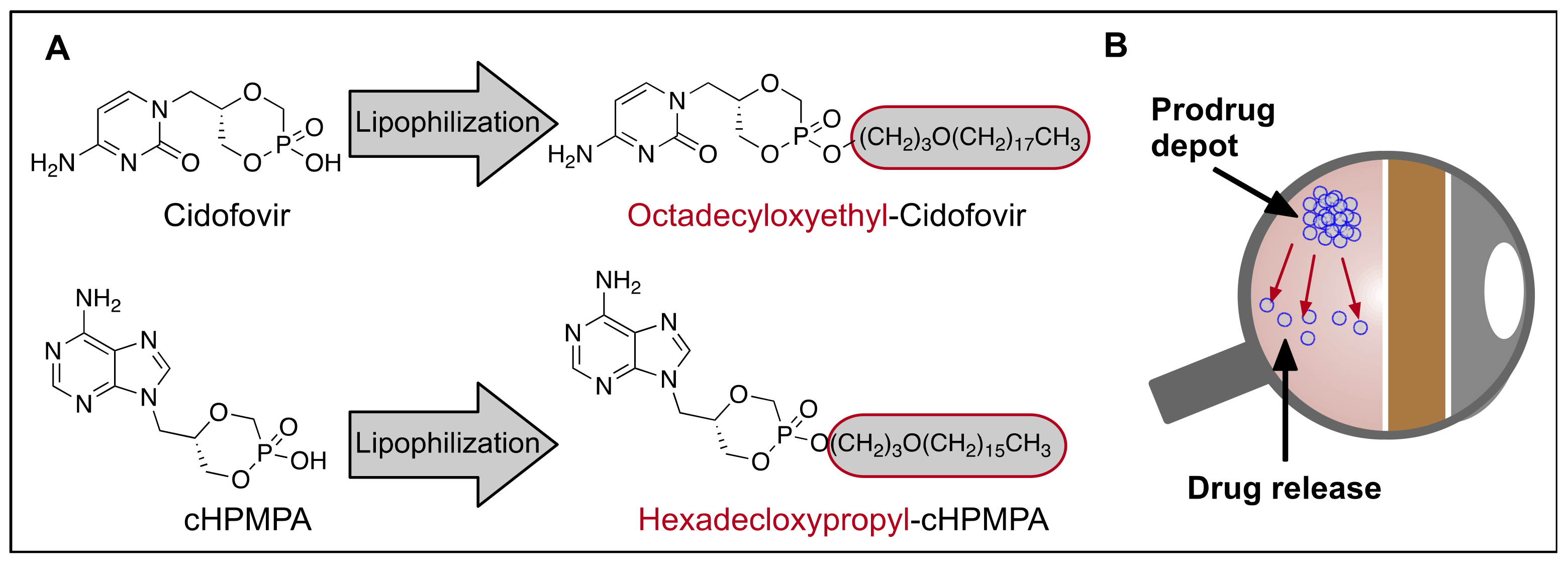 Biomolecules 11 00339 g008 Biomolecules 11 00339 g008