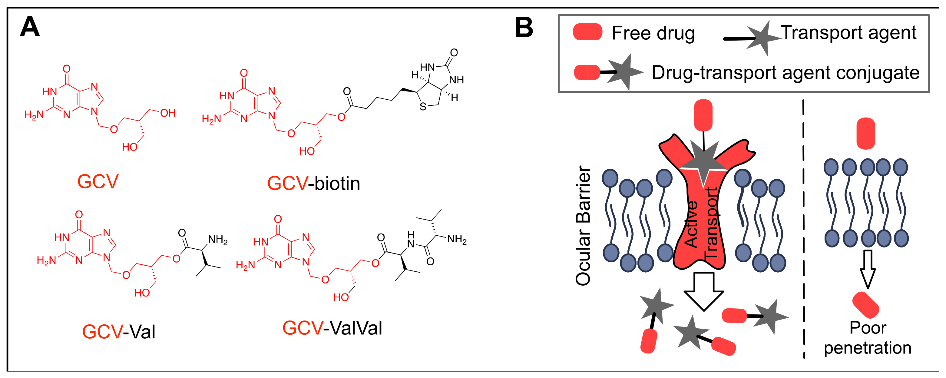 Biomolecules 11 00339 g010 Biomolecules 11 00339 g010