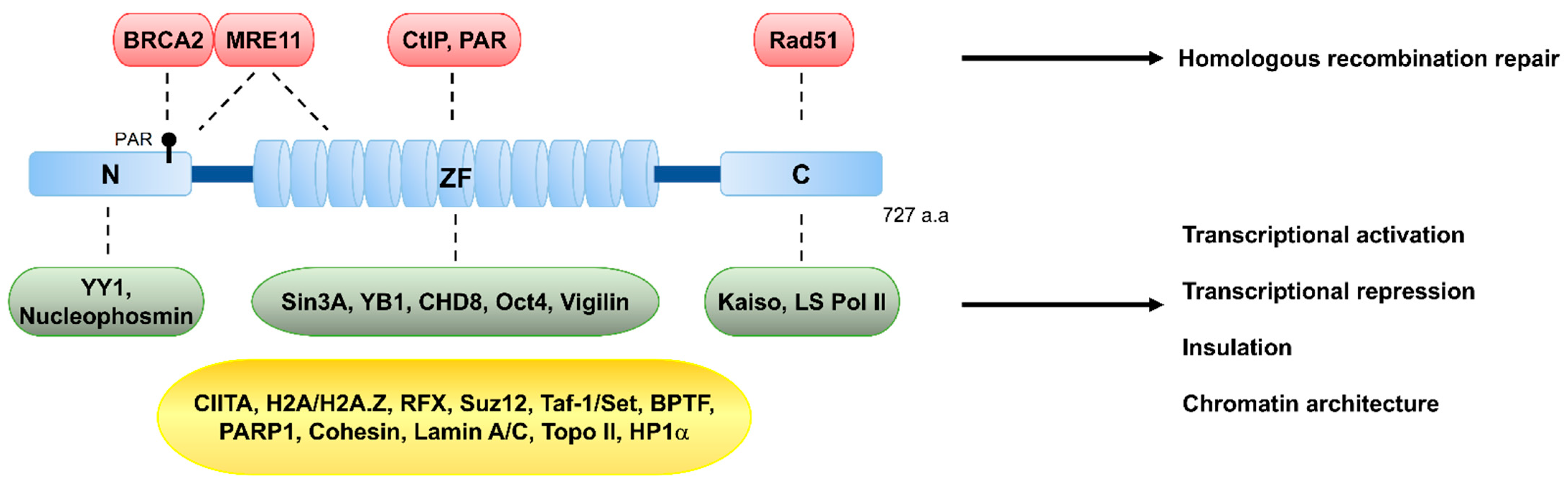 Biomolecules 11 00363 g002 Biomolecules 11 00363 g002