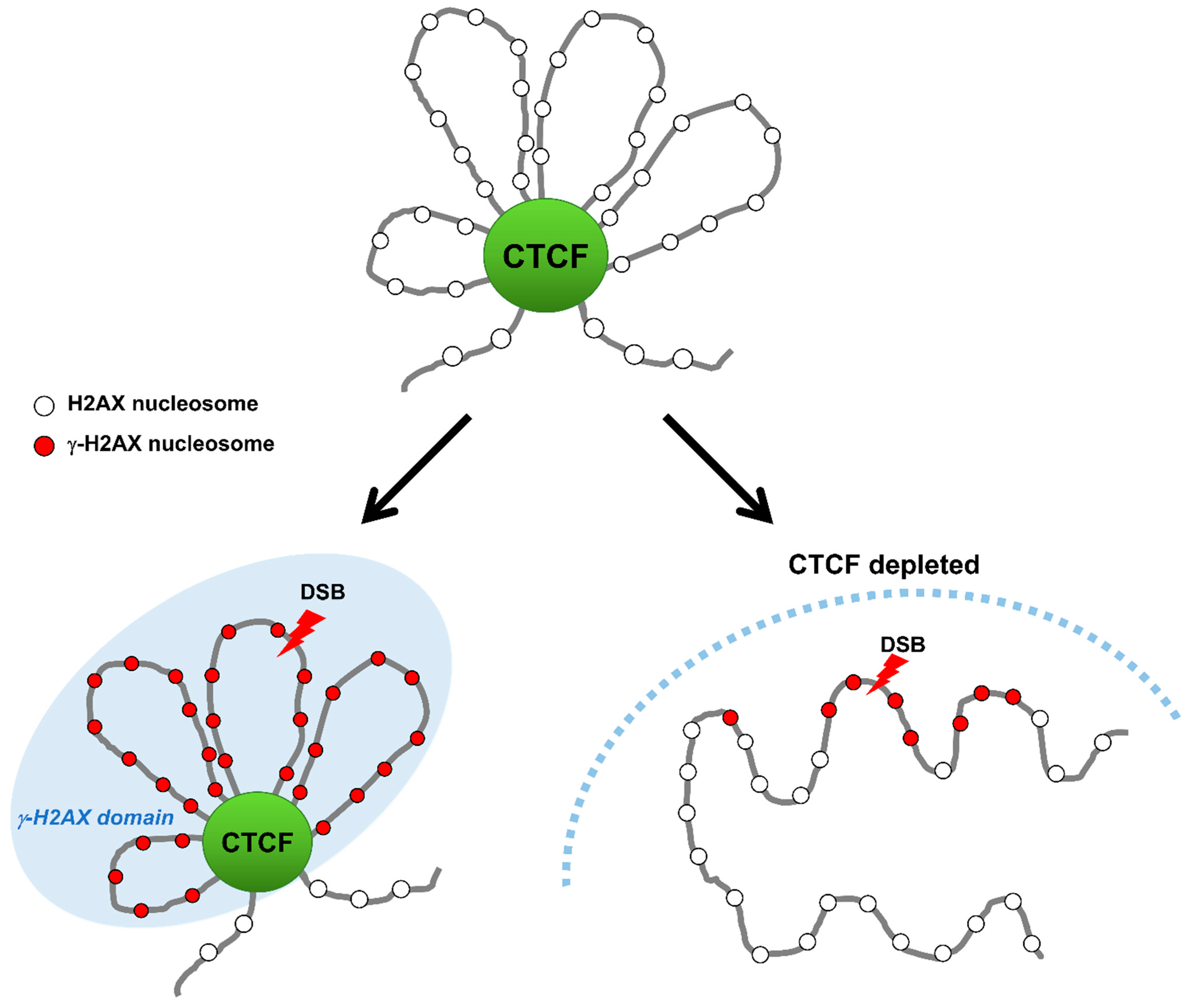 Biomolecules 11 00363 g003 Biomolecules 11 00363 g003