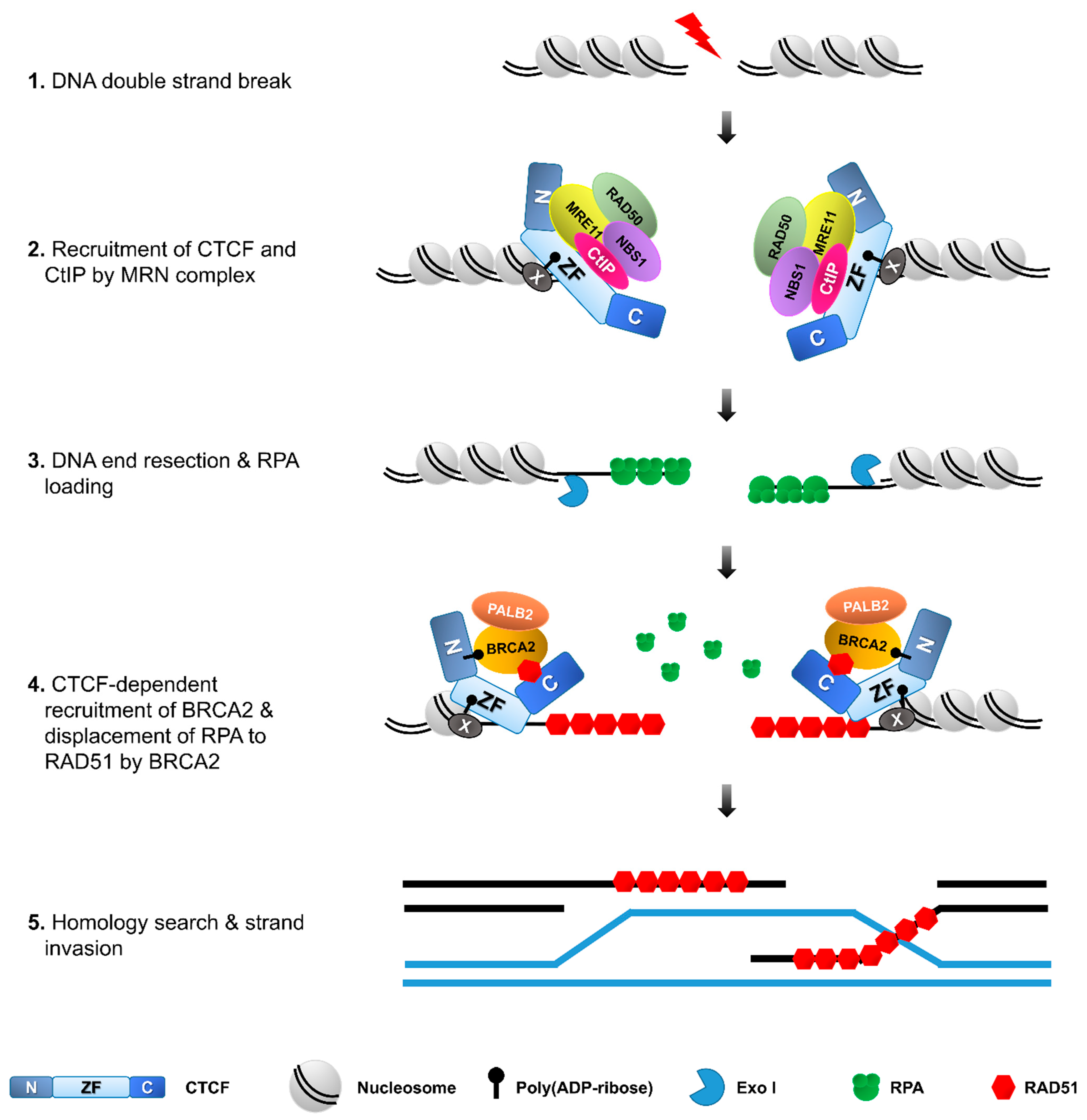 Biomolecules 11 00363 g004 Biomolecules 11 00363 g004