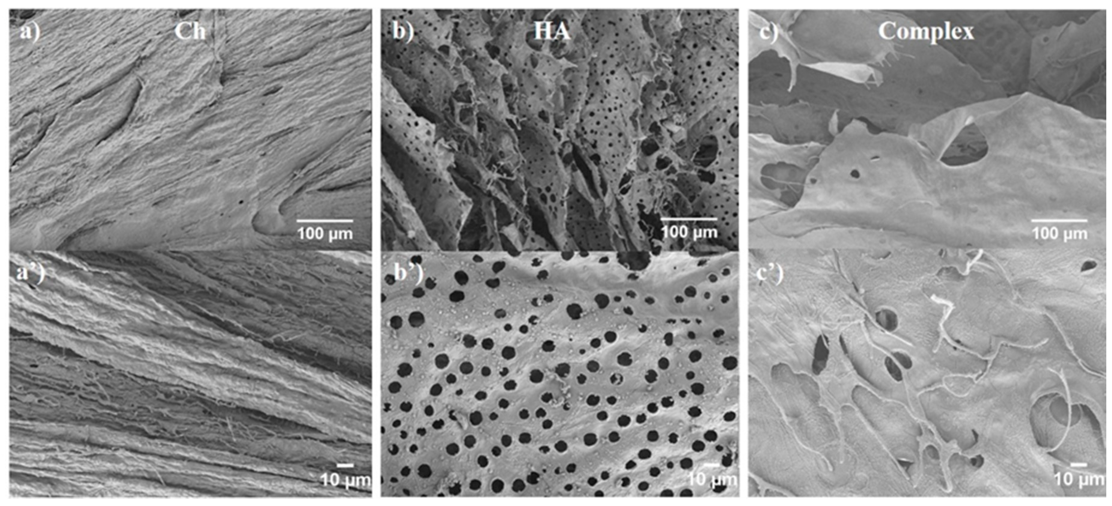 Biomolecules 11 00389 g007 Biomolecules 11 00389 g007