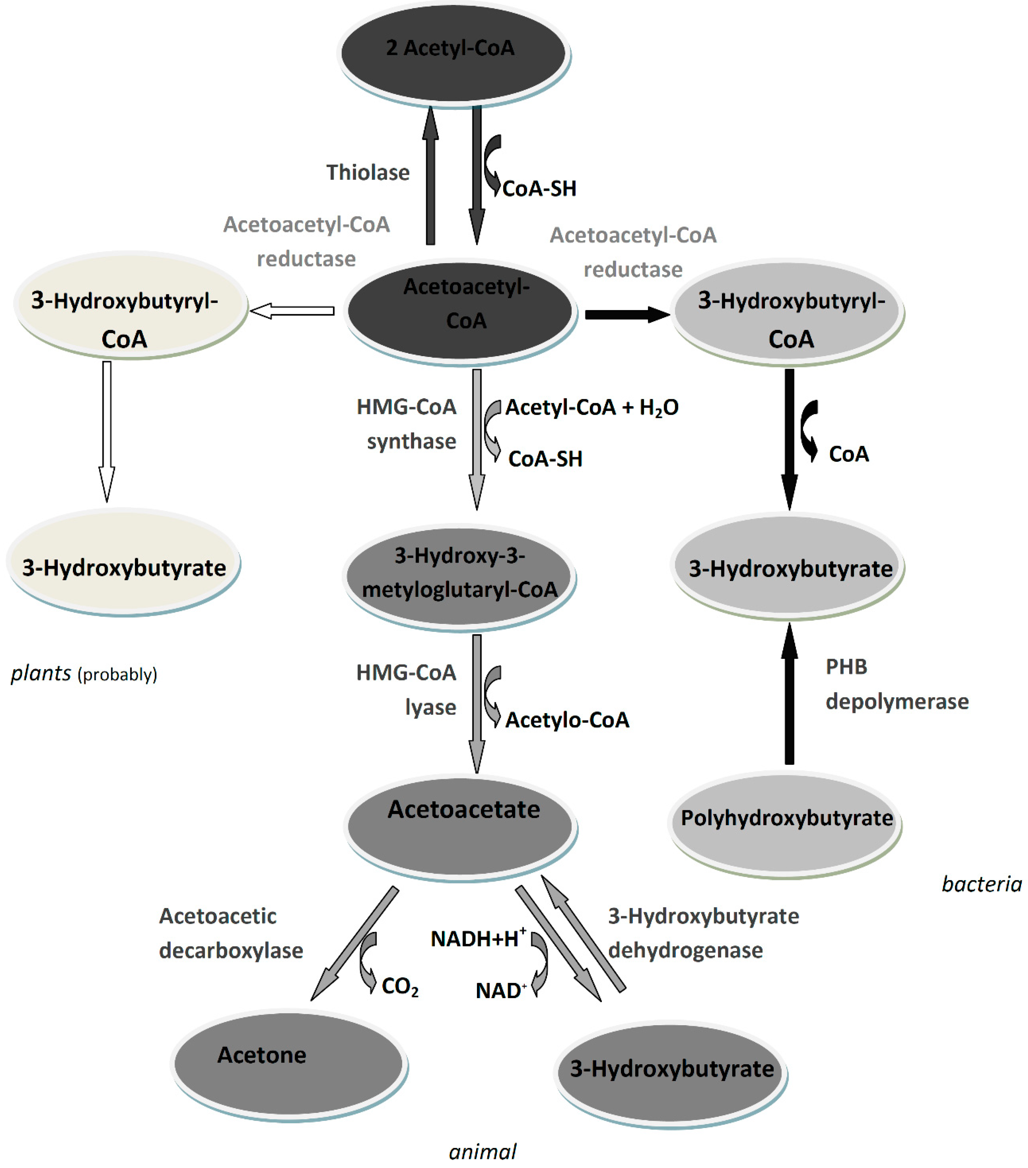Biomolecules 11 00402 g001 Biomolecules 11 00402 g001