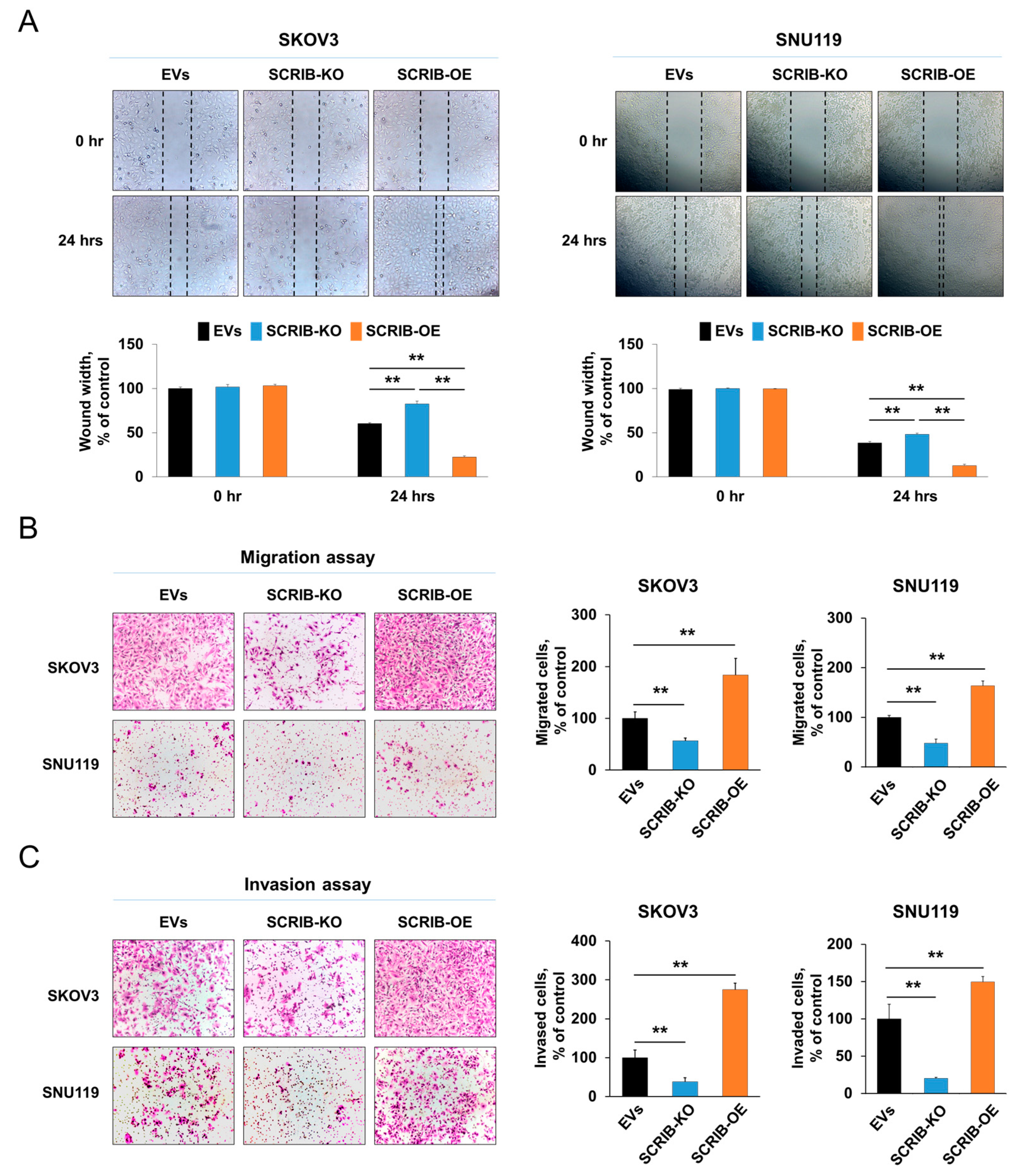 Biomolecules 11 00405 g006 Biomolecules 11 00405 g006
