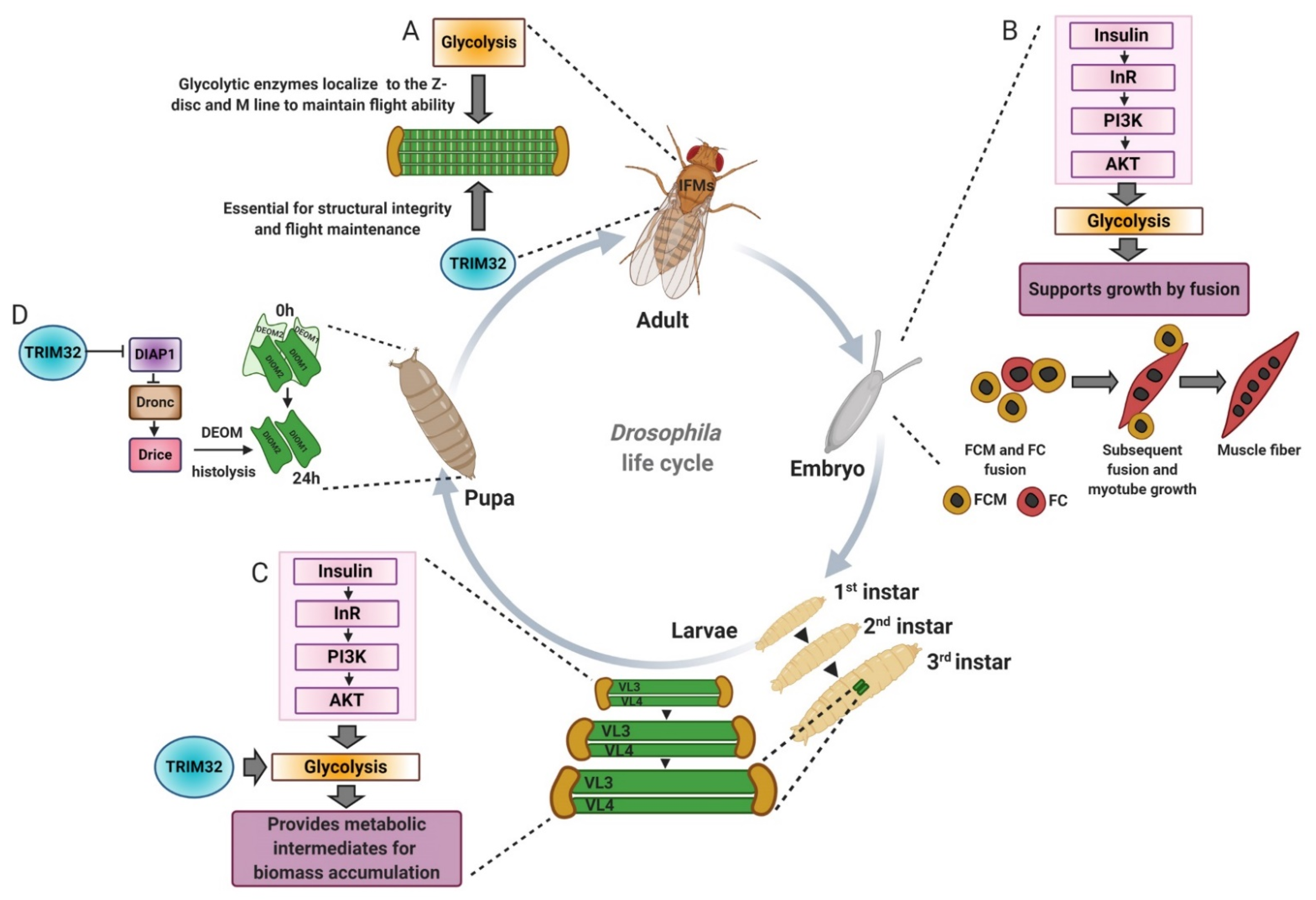 Biomolecules 11 00408 g006 Biomolecules 11 00408 g006