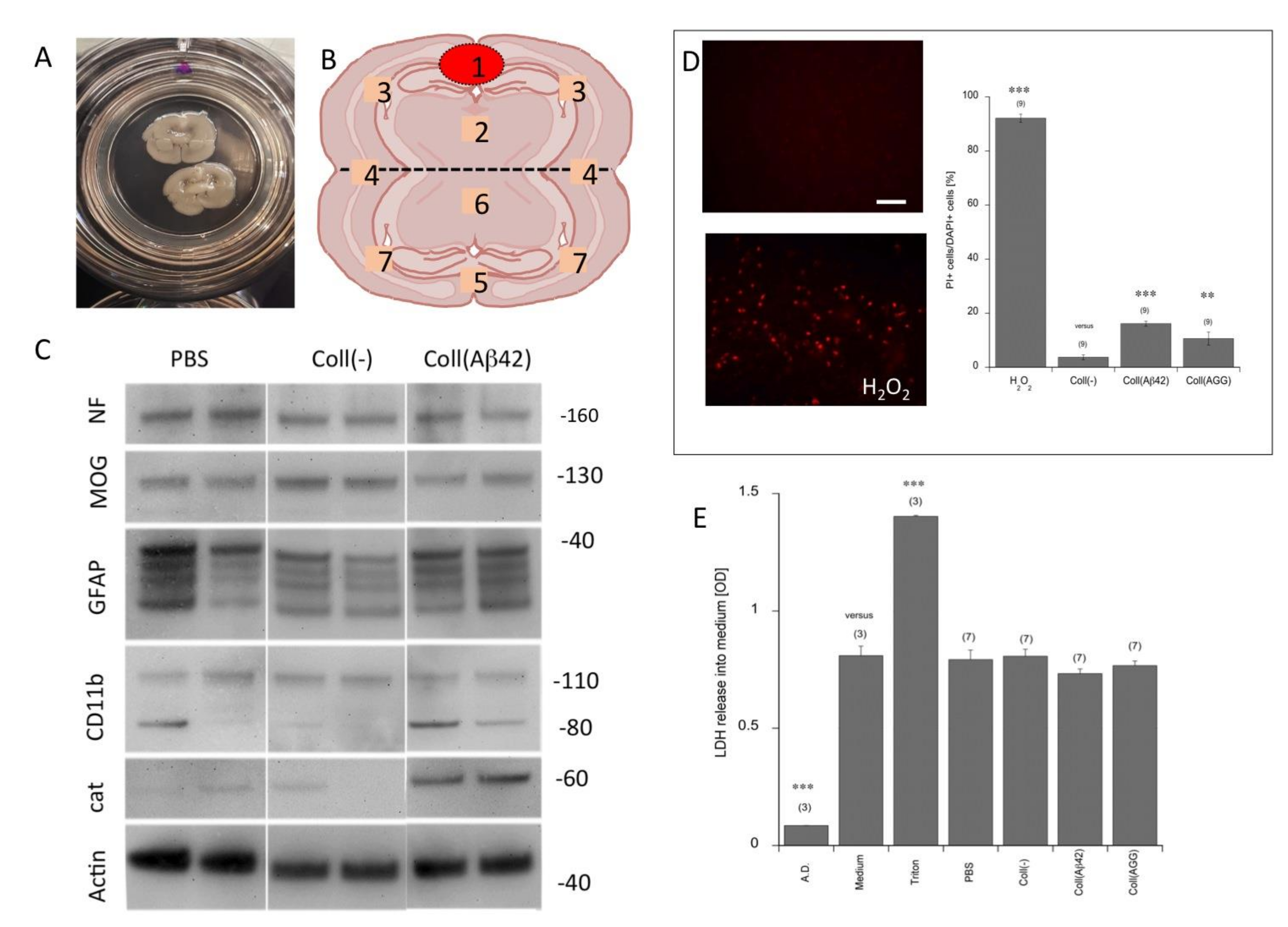 Biomolecules 11 00434 g001