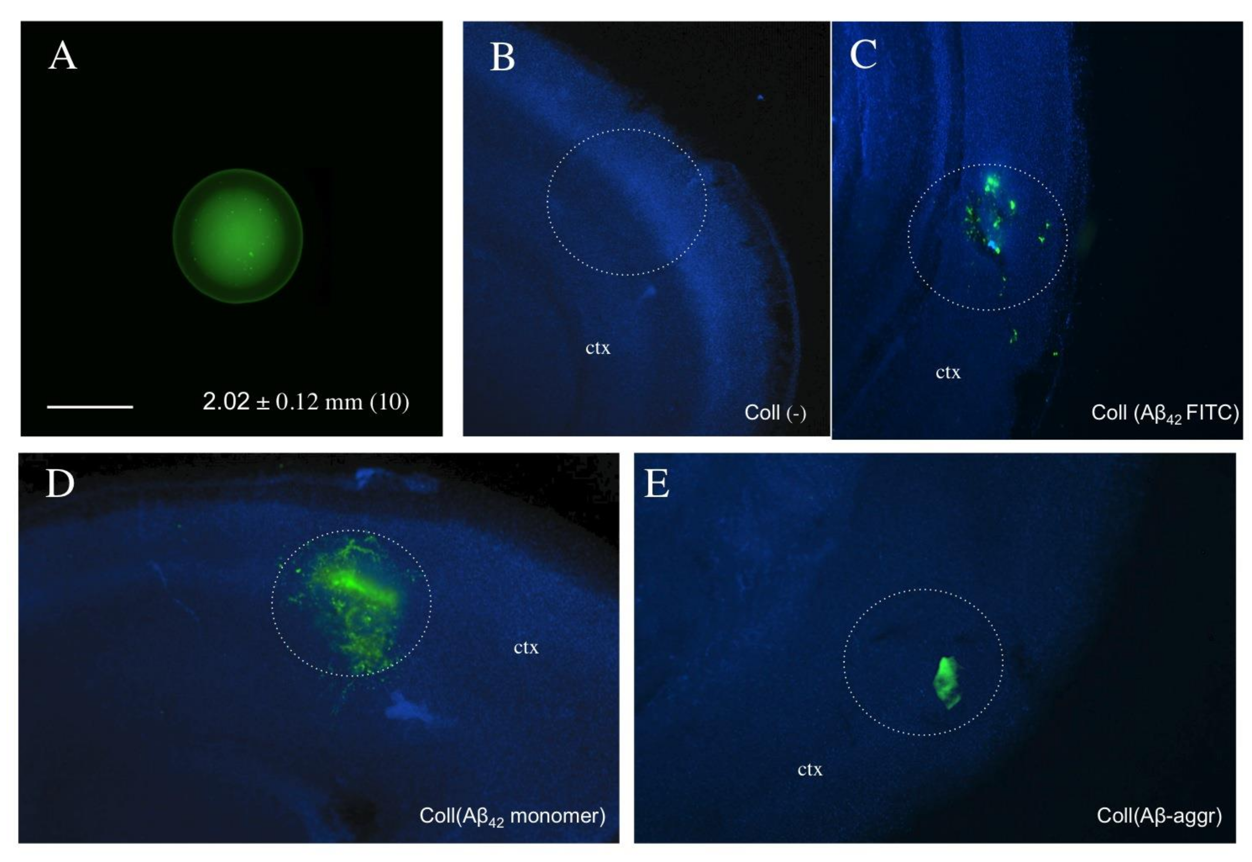 Biomolecules 11 00434 g002