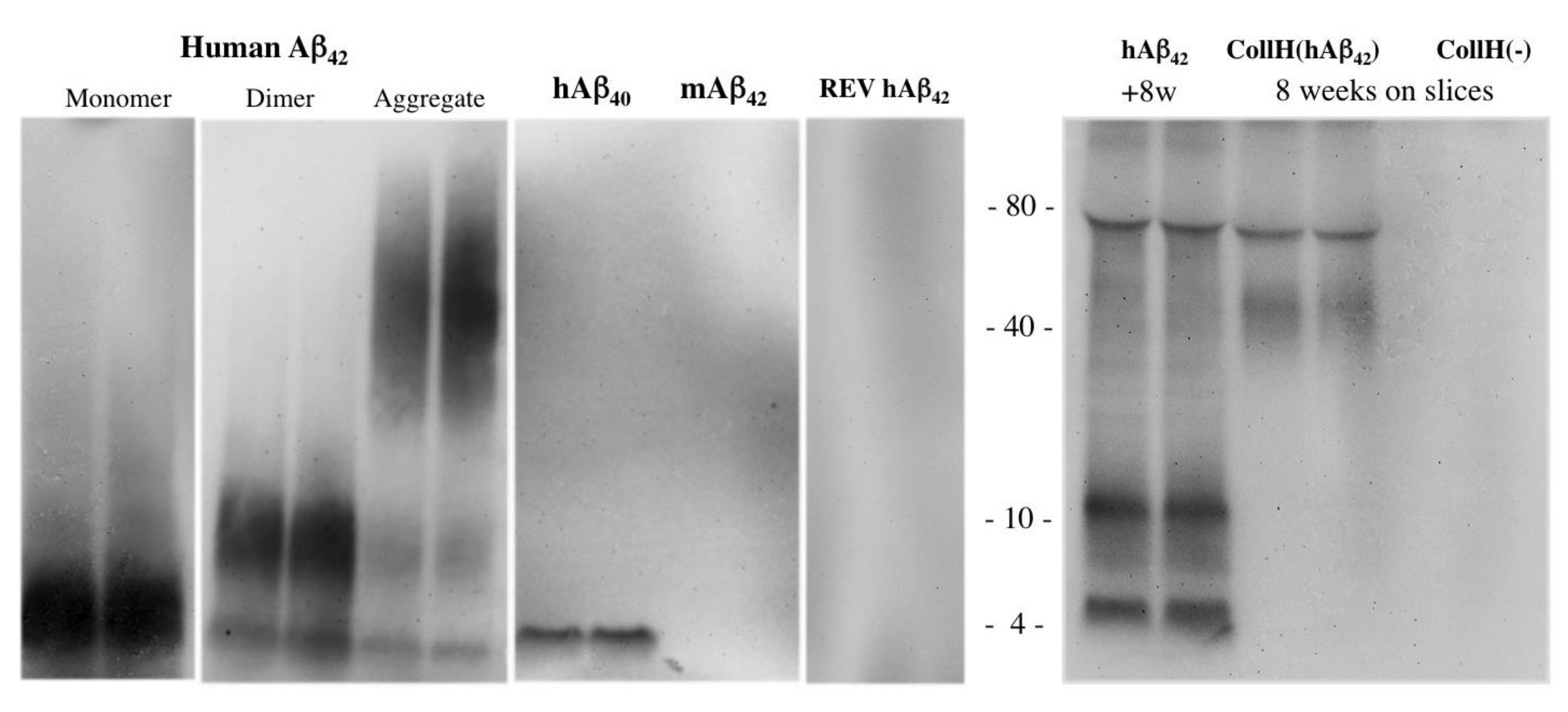 Biomolecules 11 00434 g004
