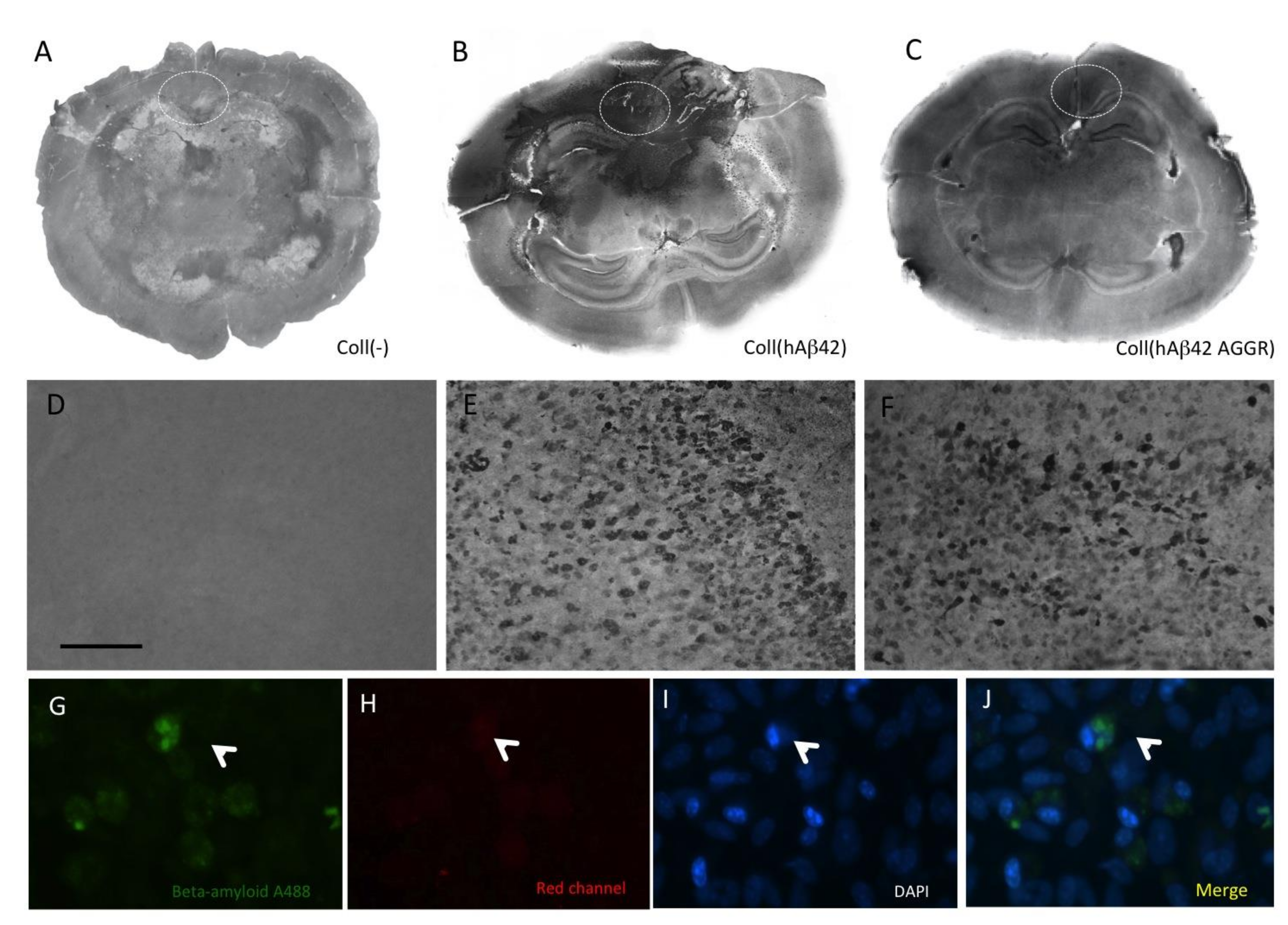Biomolecules 11 00434 g005
