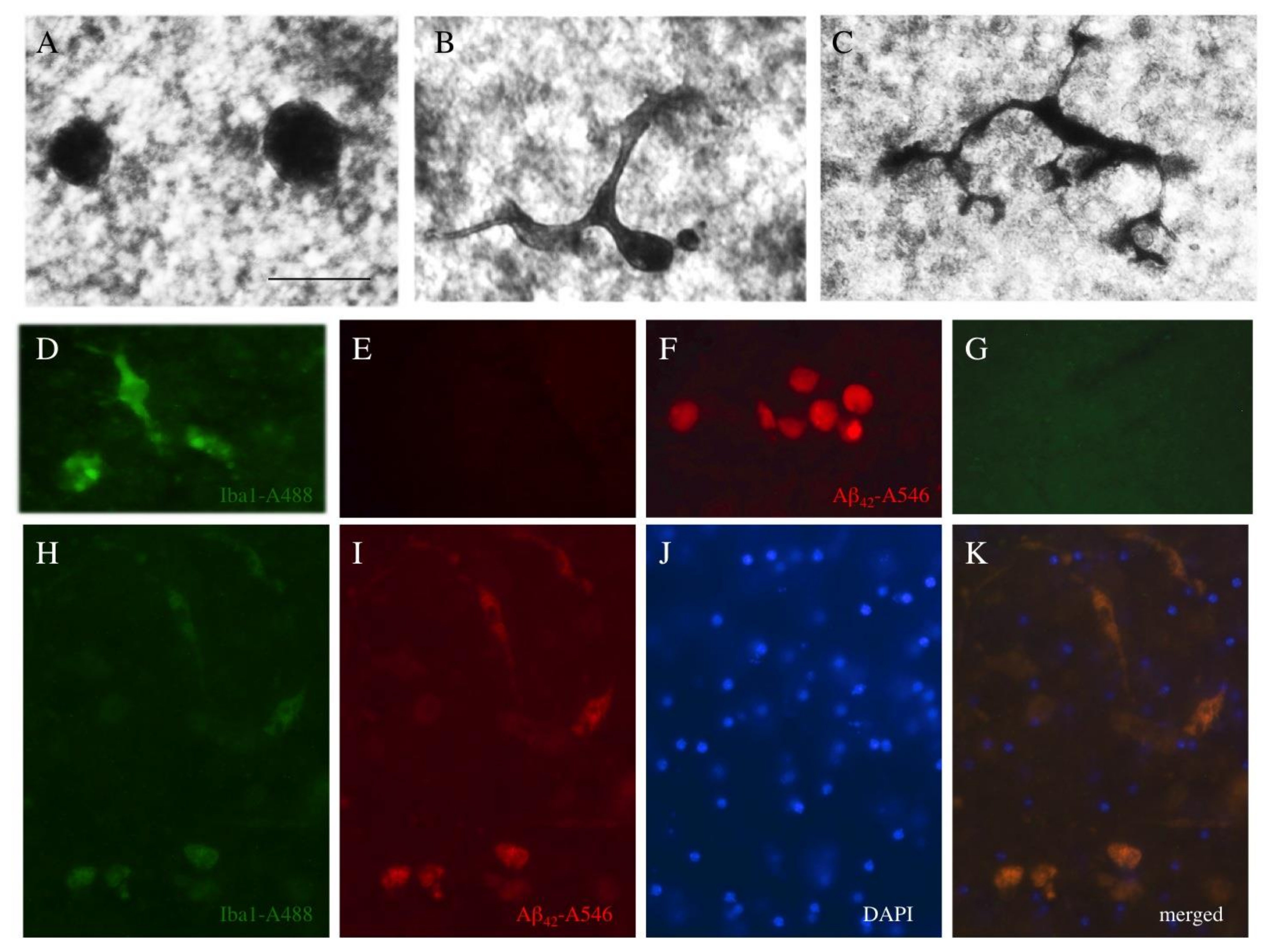 Biomolecules 11 00434 g010