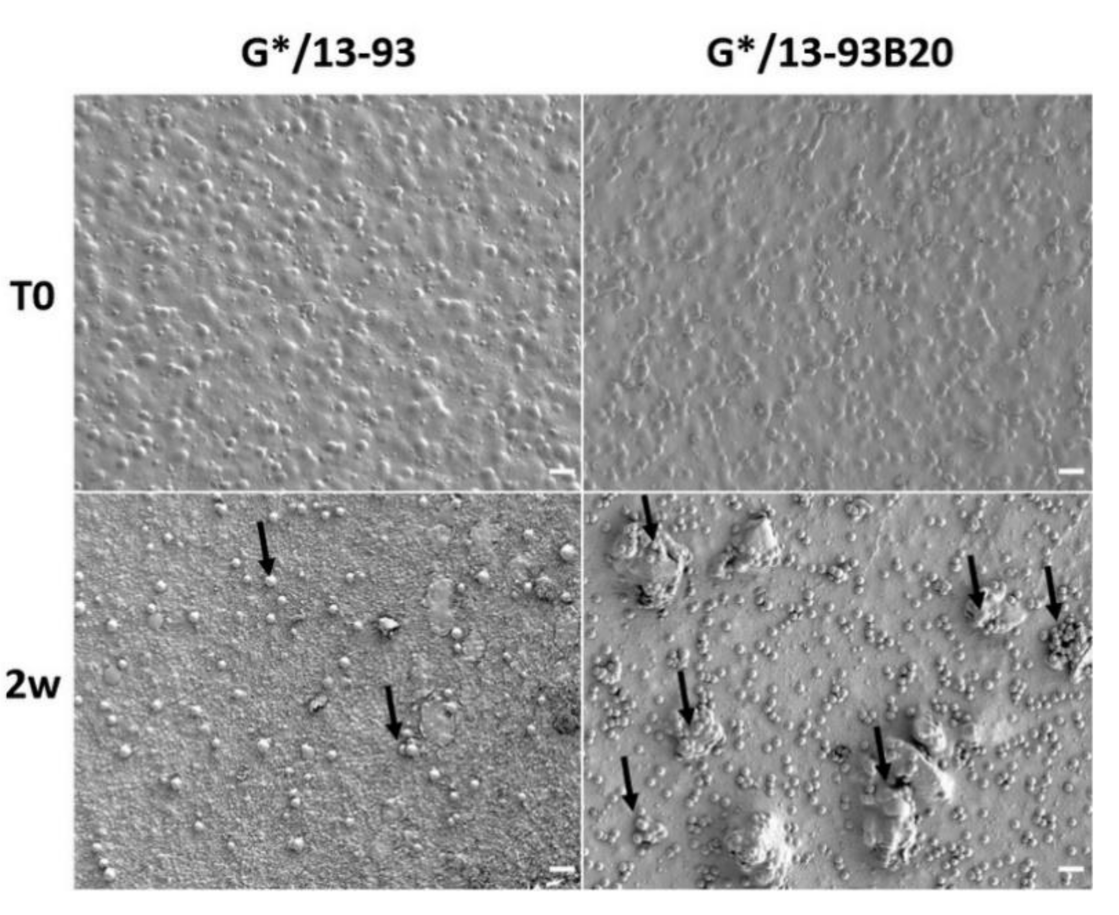 Biomolecules 11 00444 g008 Biomolecules 11 00444 g008