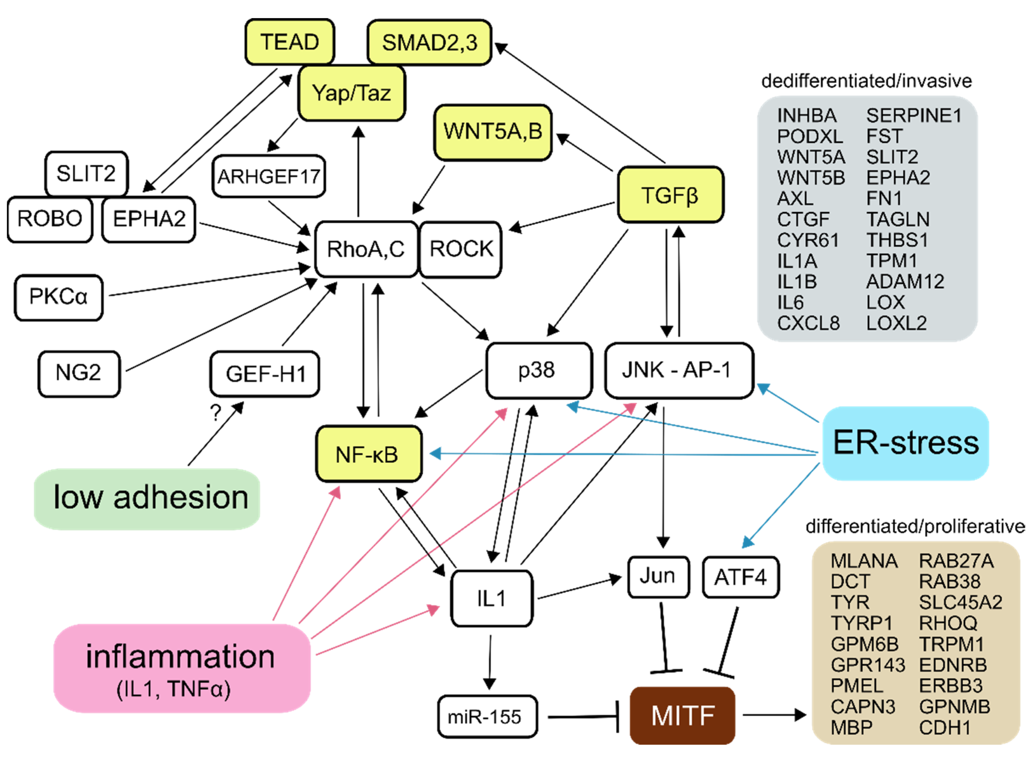 Biomolecules 11 00449 g001