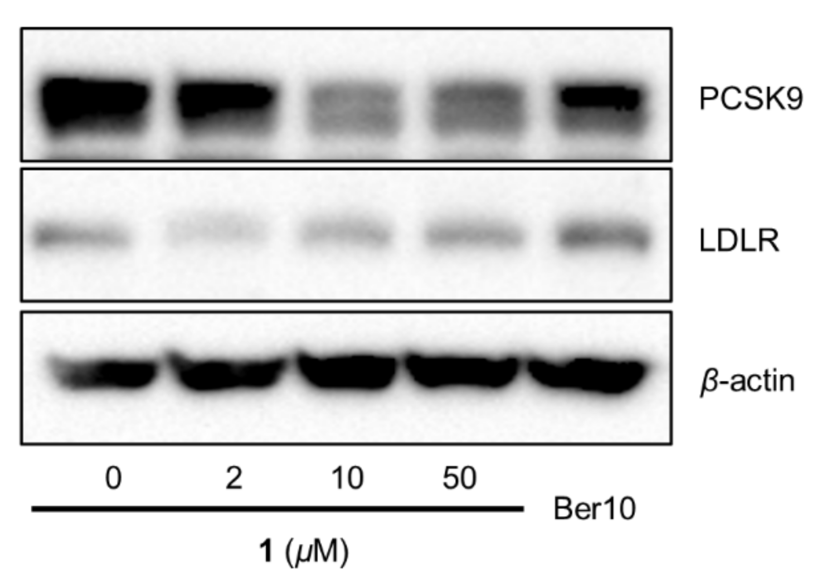 Biomolecules 11 00463 g006 Biomolecules 11 00463 g006