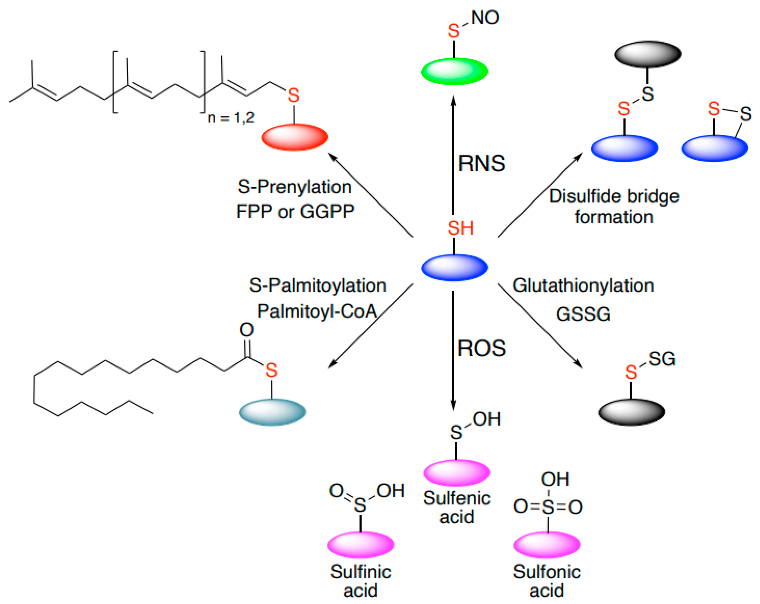 Biomolecules 11 00469 g001